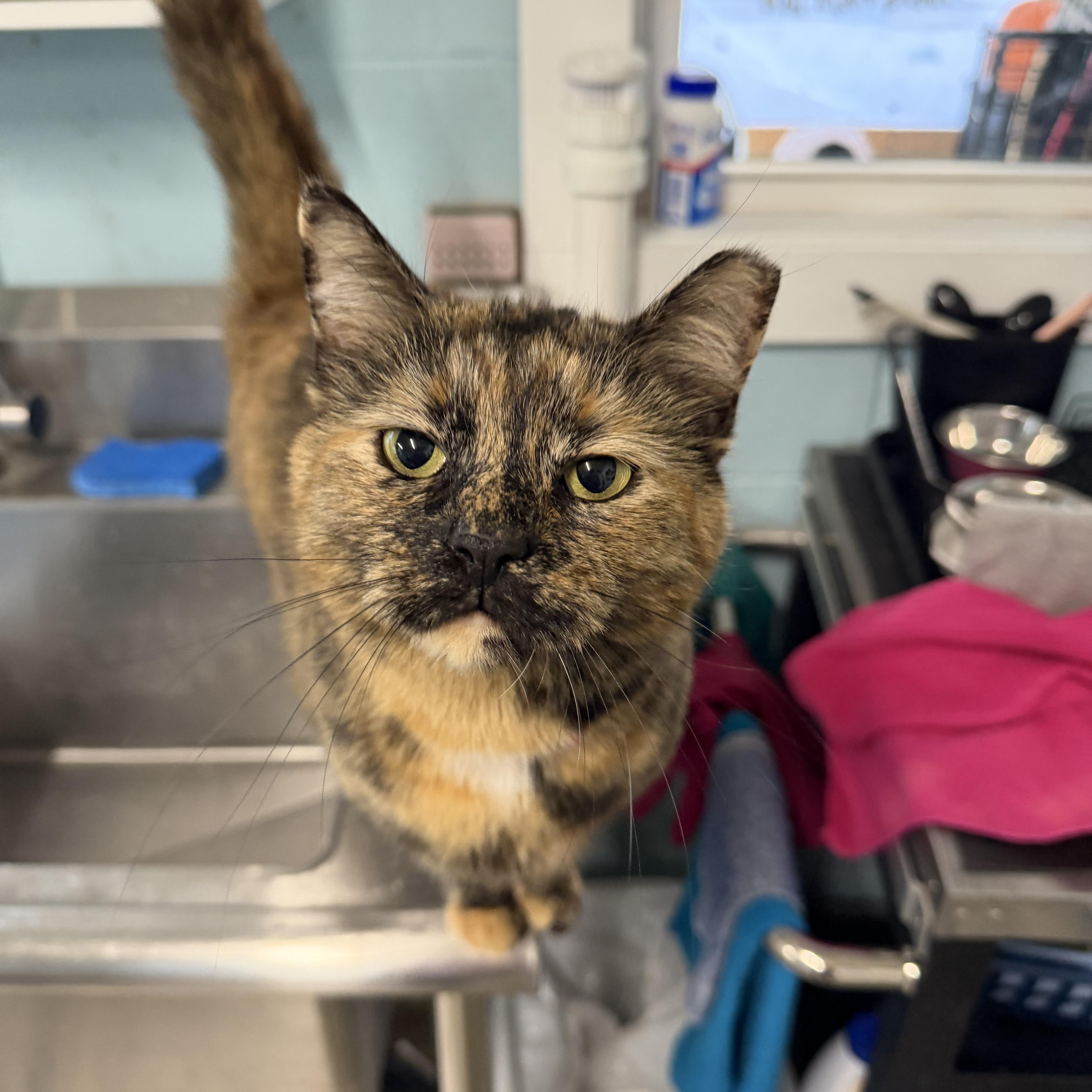 Enlarge Izzy, an adopted Domestic Short Hair in Warren, OH image 2/4