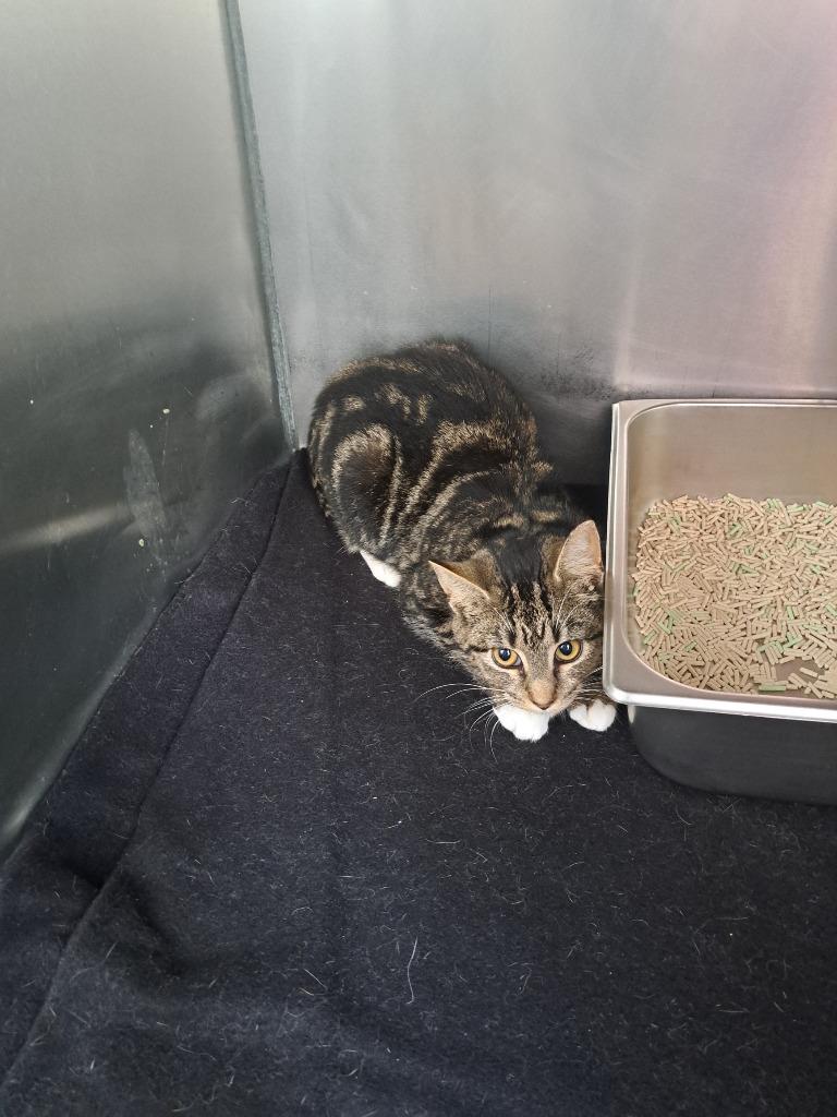 Amber, Adoptable, Young Female Domestic Short Hair.