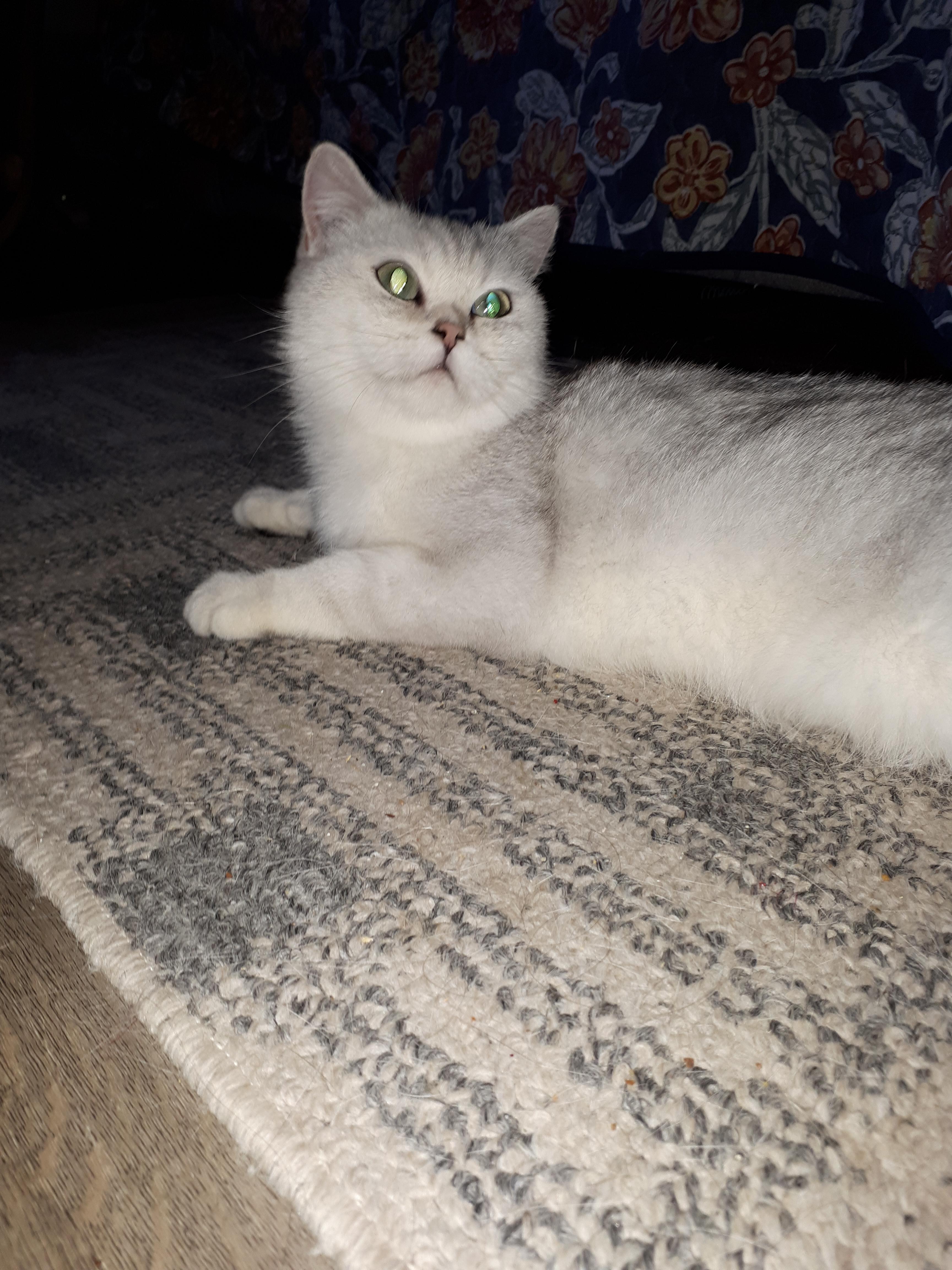 Muppet, a Adopted British Shorthair in Winnipeg, MB image 1/6