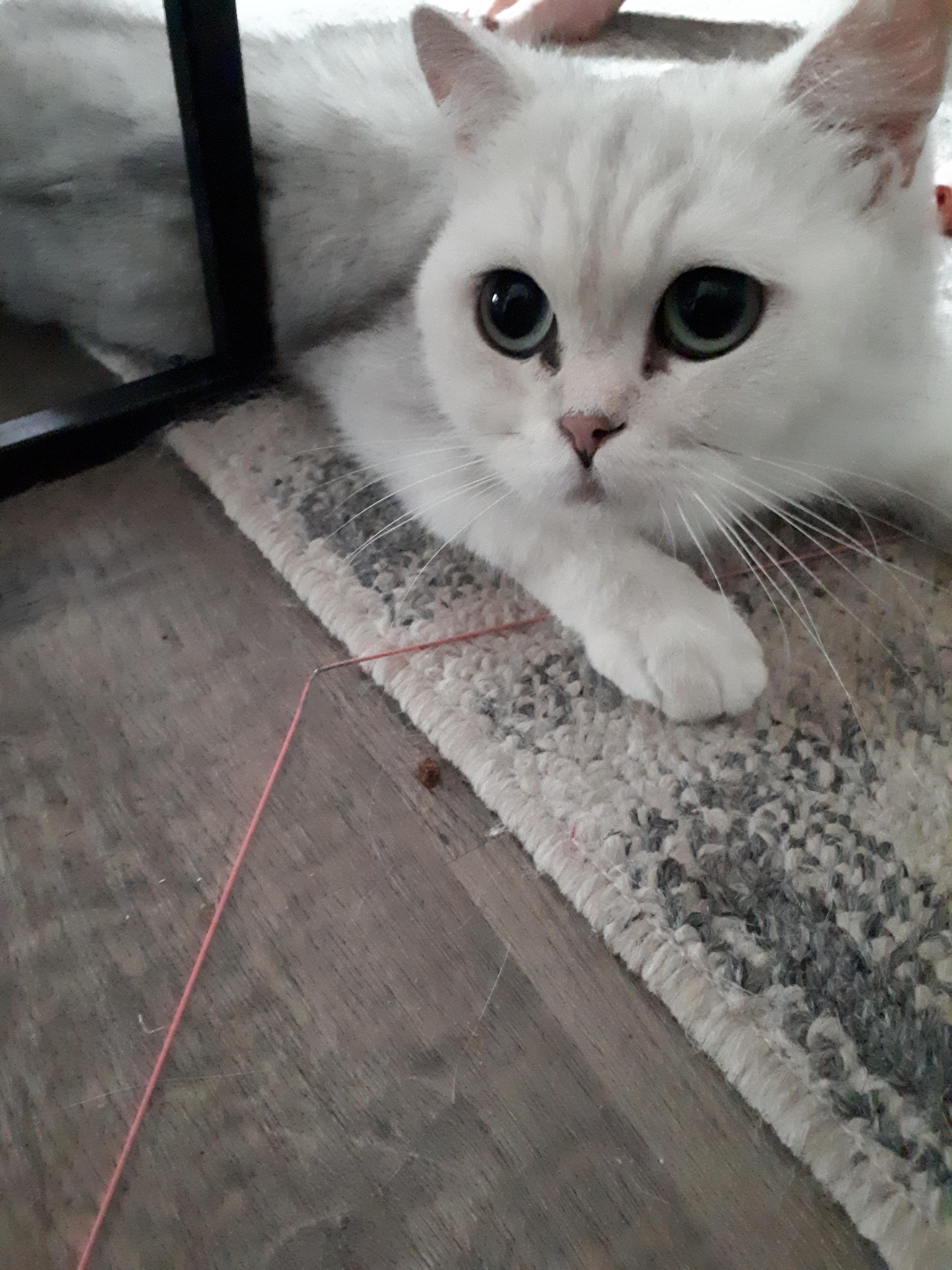 Muppet, a Adopted British Shorthair in Winnipeg, MB image 2/6