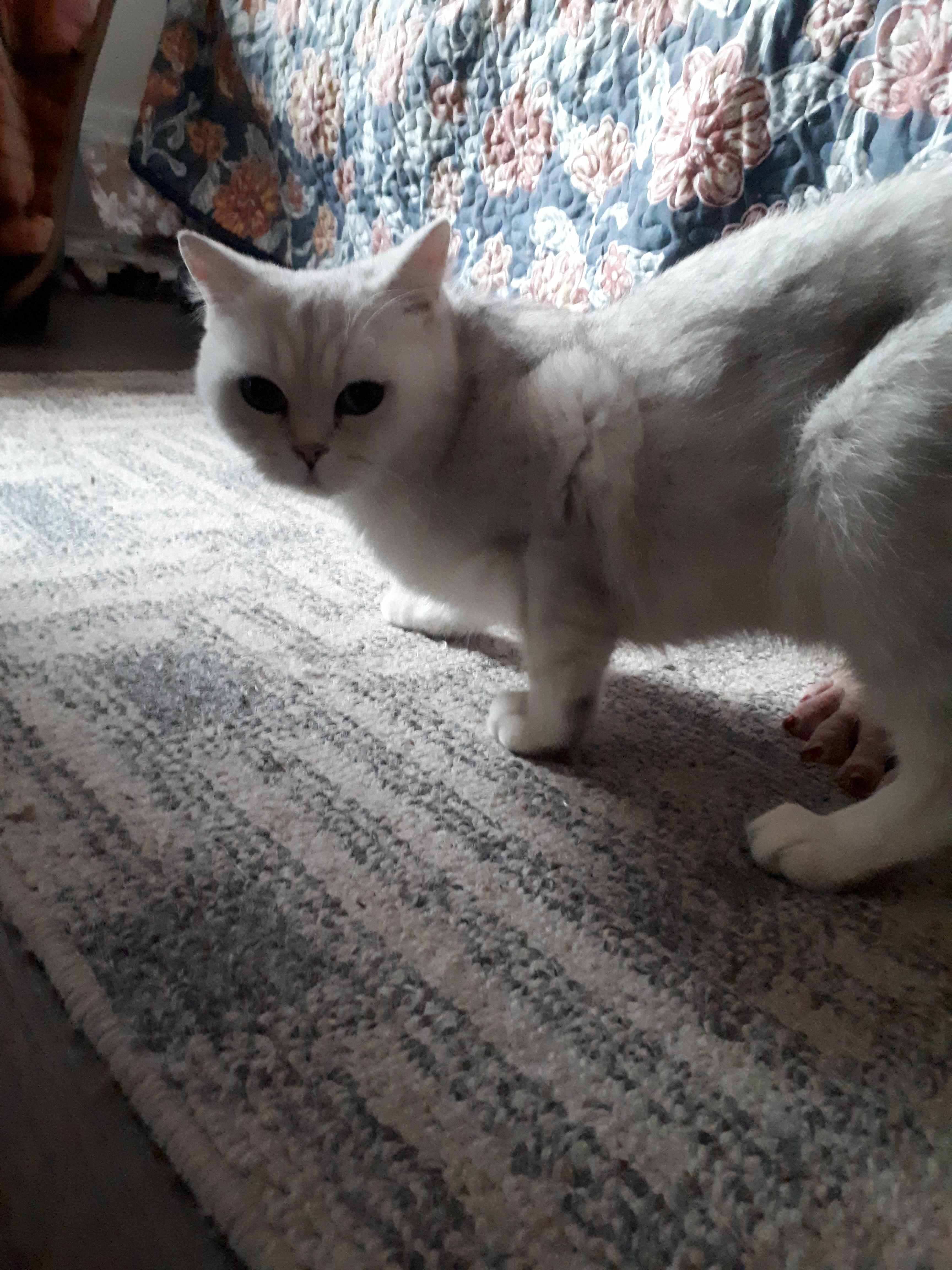 Muppet, a Adopted British Shorthair in Winnipeg, MB image 3/6