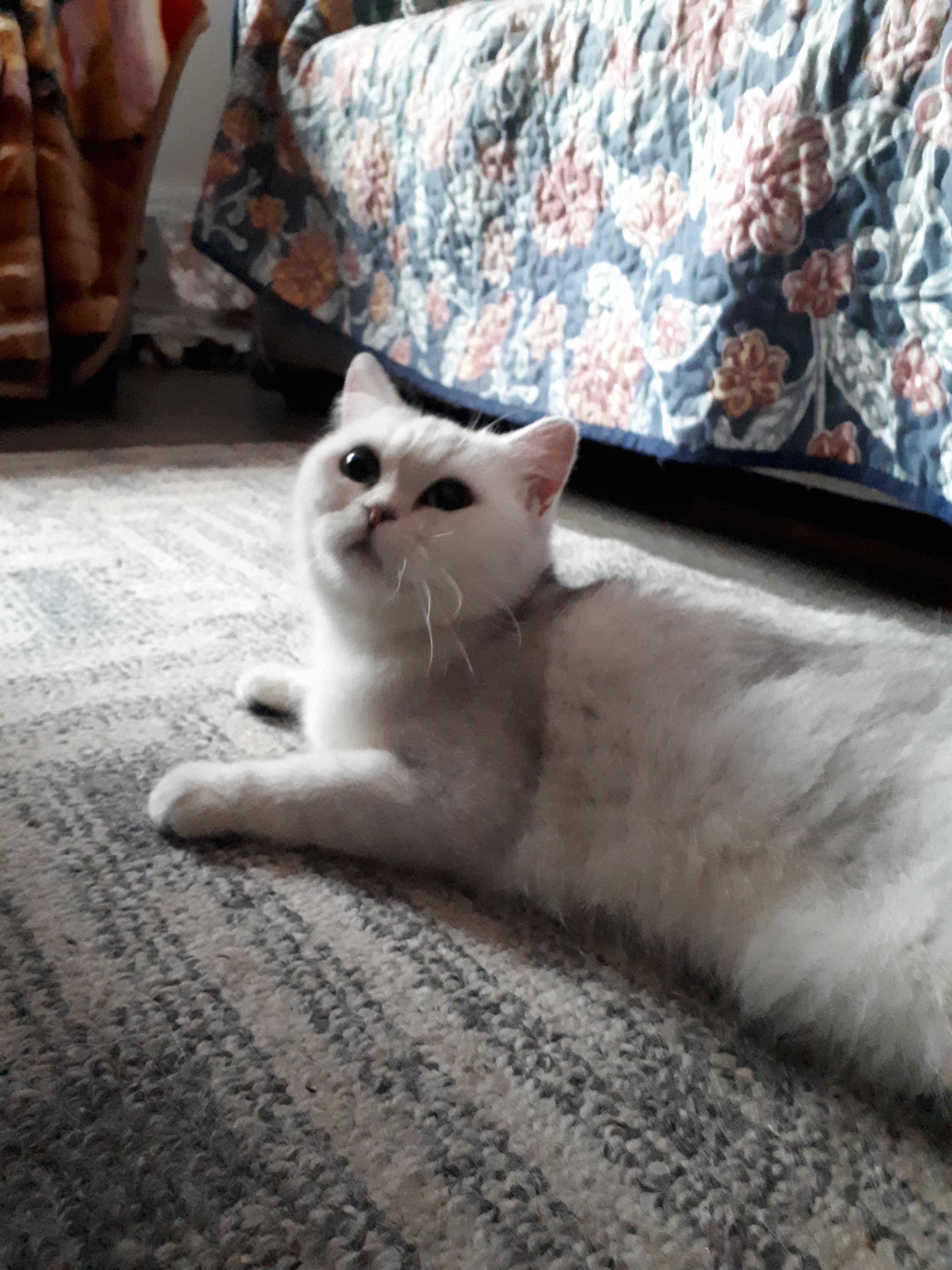 Muppet, a Adopted British Shorthair in Winnipeg, MB image 4/6