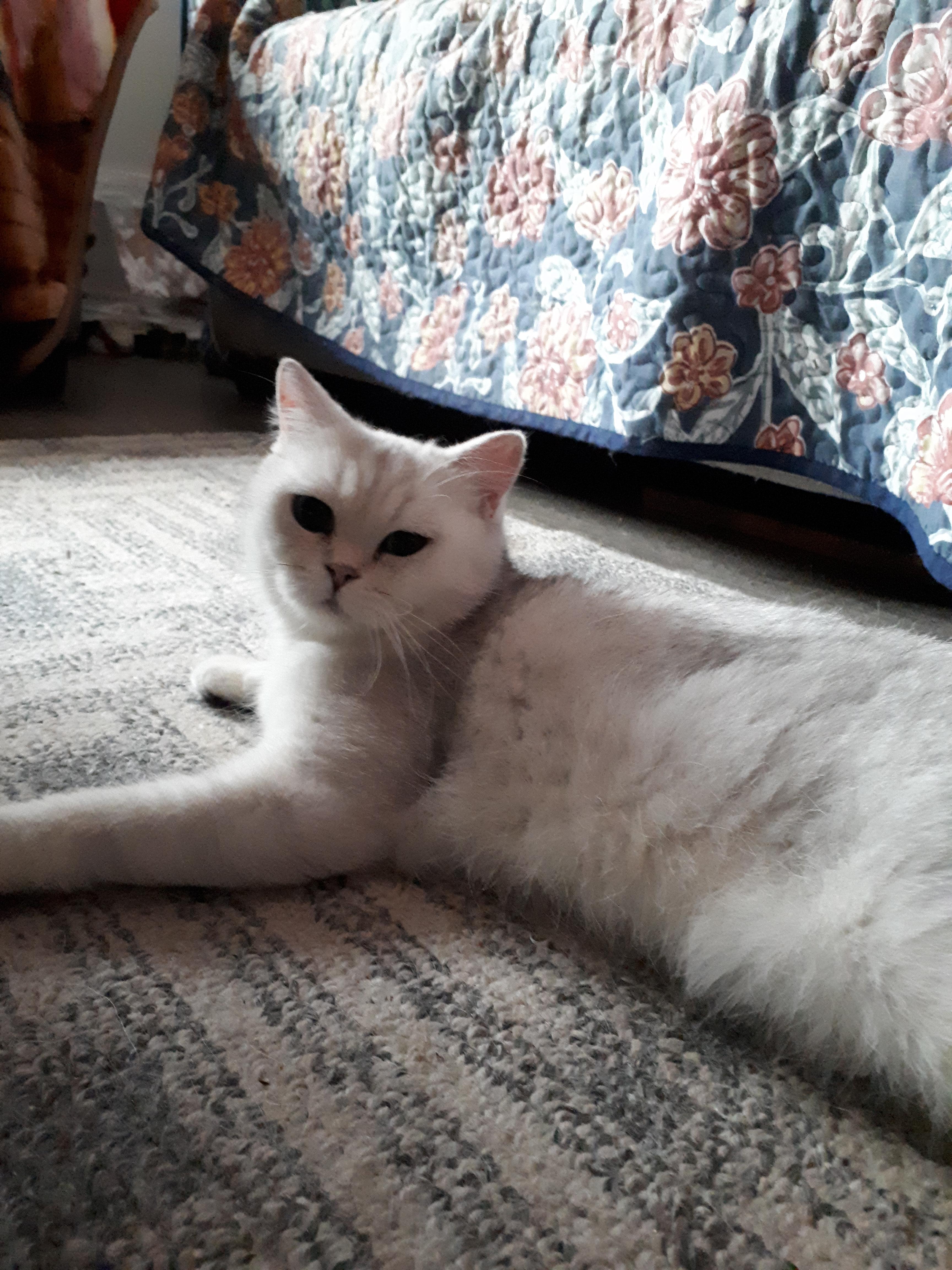 Muppet, a Adopted British Shorthair in Winnipeg, MB image 5/6