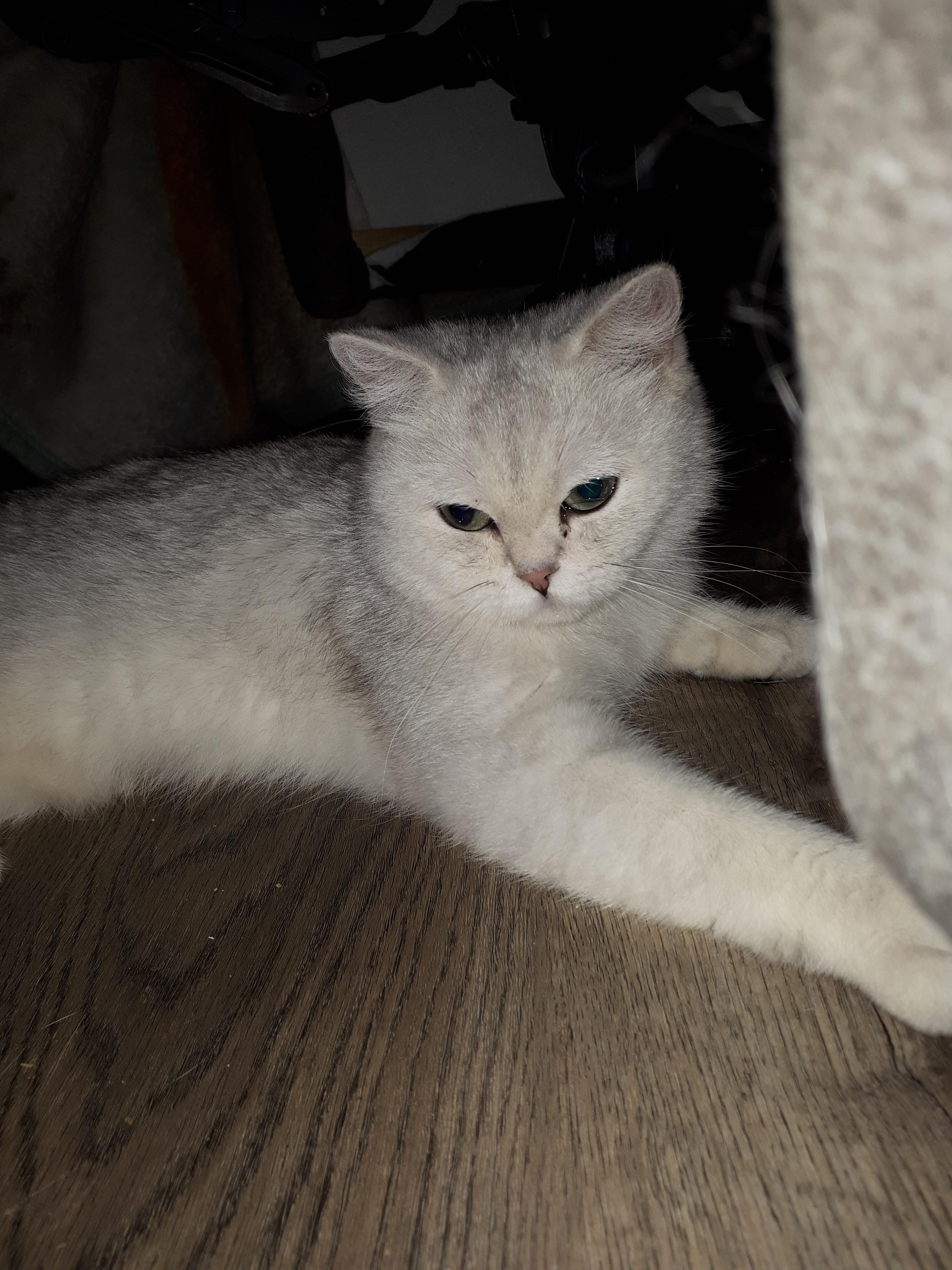 Muppet, a Adopted British Shorthair in Winnipeg, MB image 6/6