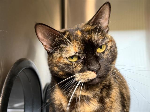 Enlarge SHIMI, a Adoptable Domestic Medium Hair in Santa Rosa, CA image 1/1