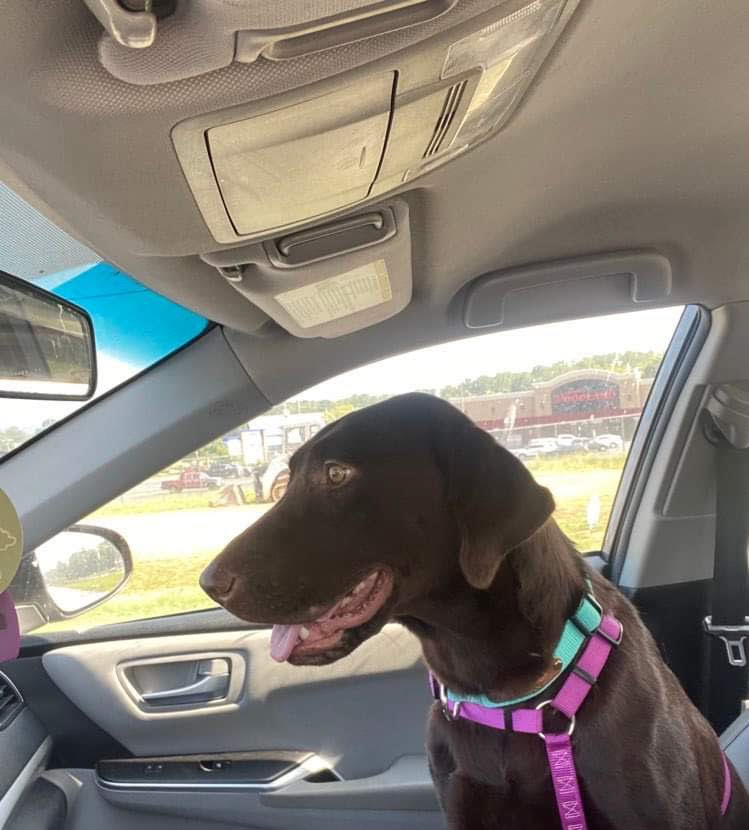 Honey, Adopted, Young Female Chocolate Labrador Retriever.