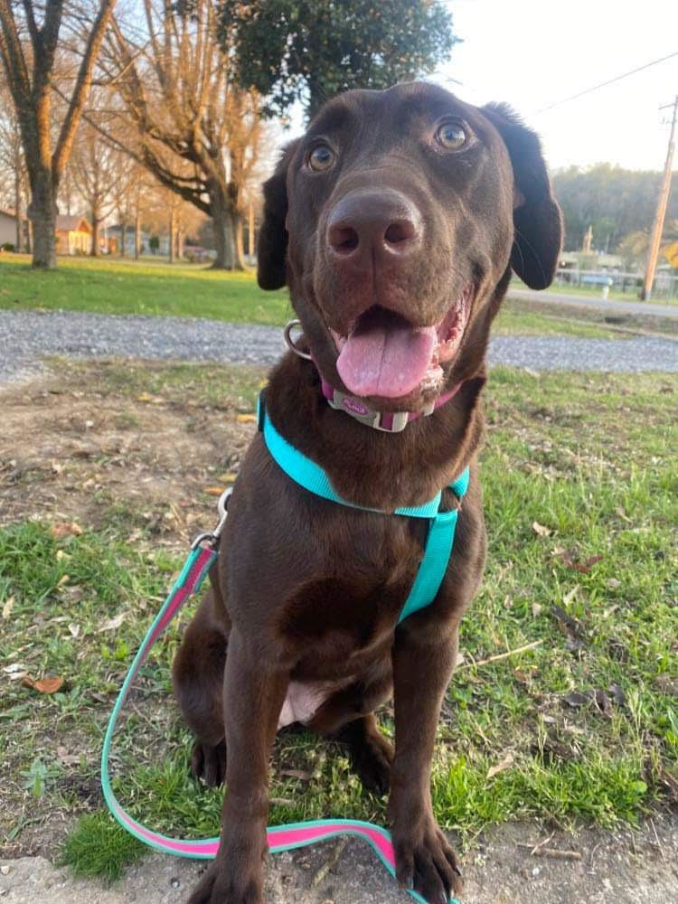 Honey, a Adopted Chocolate Labrador Retriever in grant, AL image 3/3