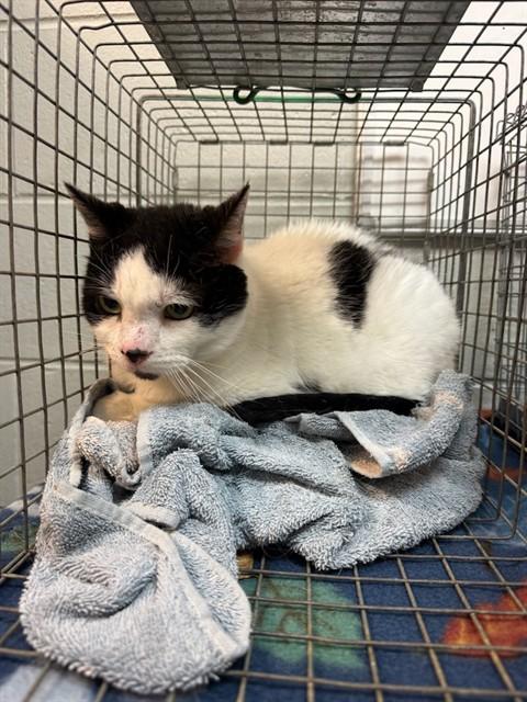 SPOTTY — thumbnail 2