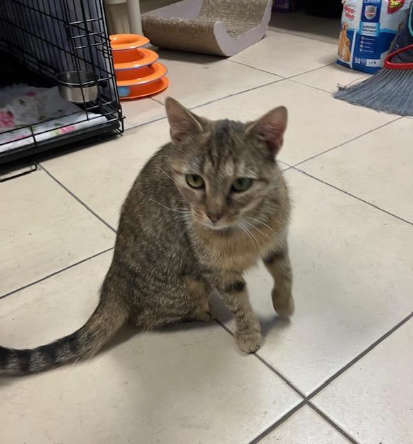 Noodle, Adult Female Domestic Short Hair