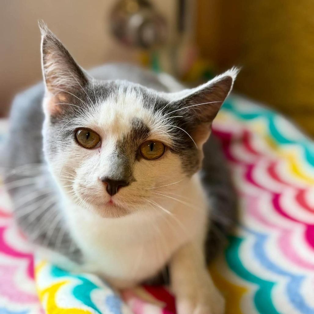 Enlarge Lava (Sponsored!!), a Adoptable Domestic Short Hair in Park Falls, WI image 1/6