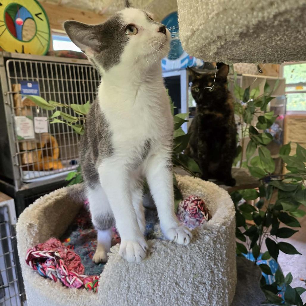 Enlarge Lava (Sponsored!!), a Adoptable Domestic Short Hair in Park Falls, WI image 2/6