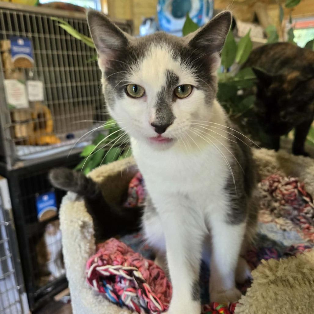 Enlarge Lava (Sponsored!!), a Adoptable Domestic Short Hair in Park Falls, WI image 3/6