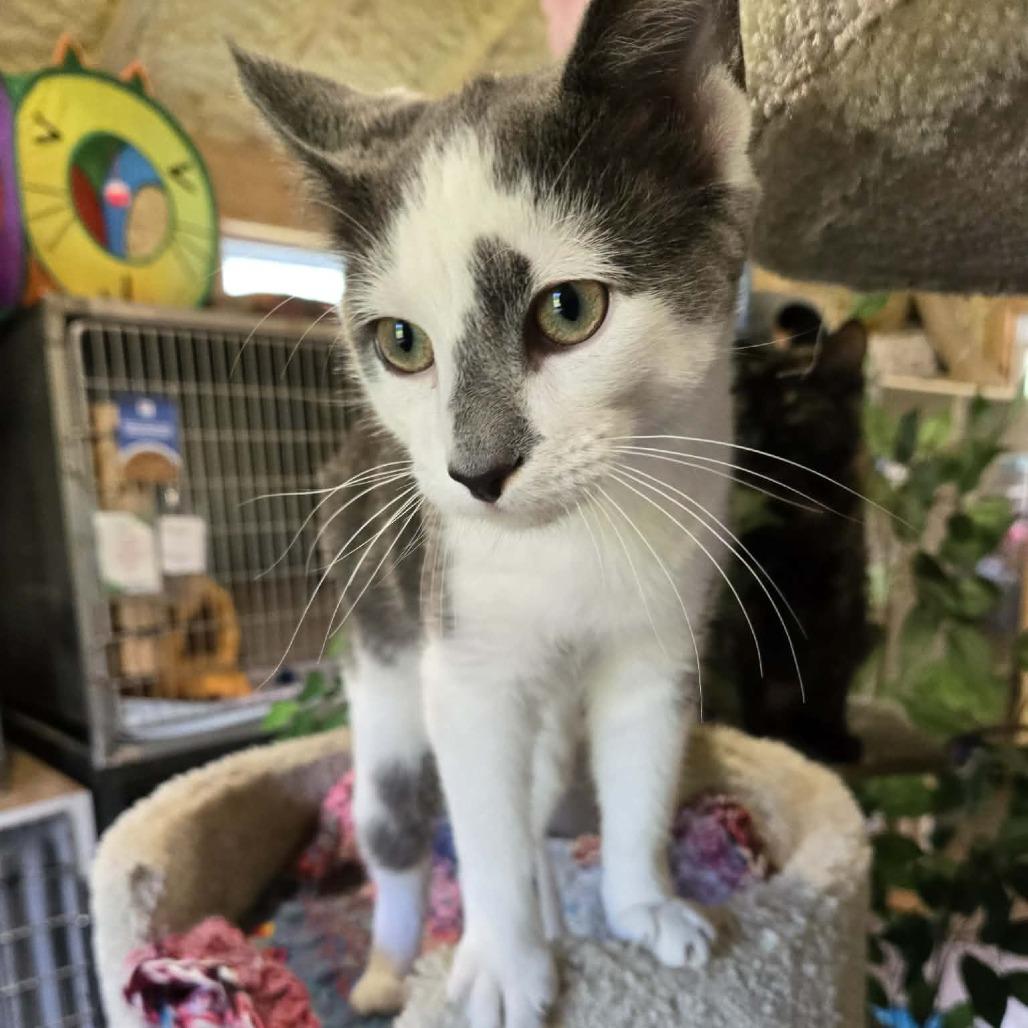 Enlarge Lava (Sponsored!!), a Adoptable Domestic Short Hair in Park Falls, WI image 4/6