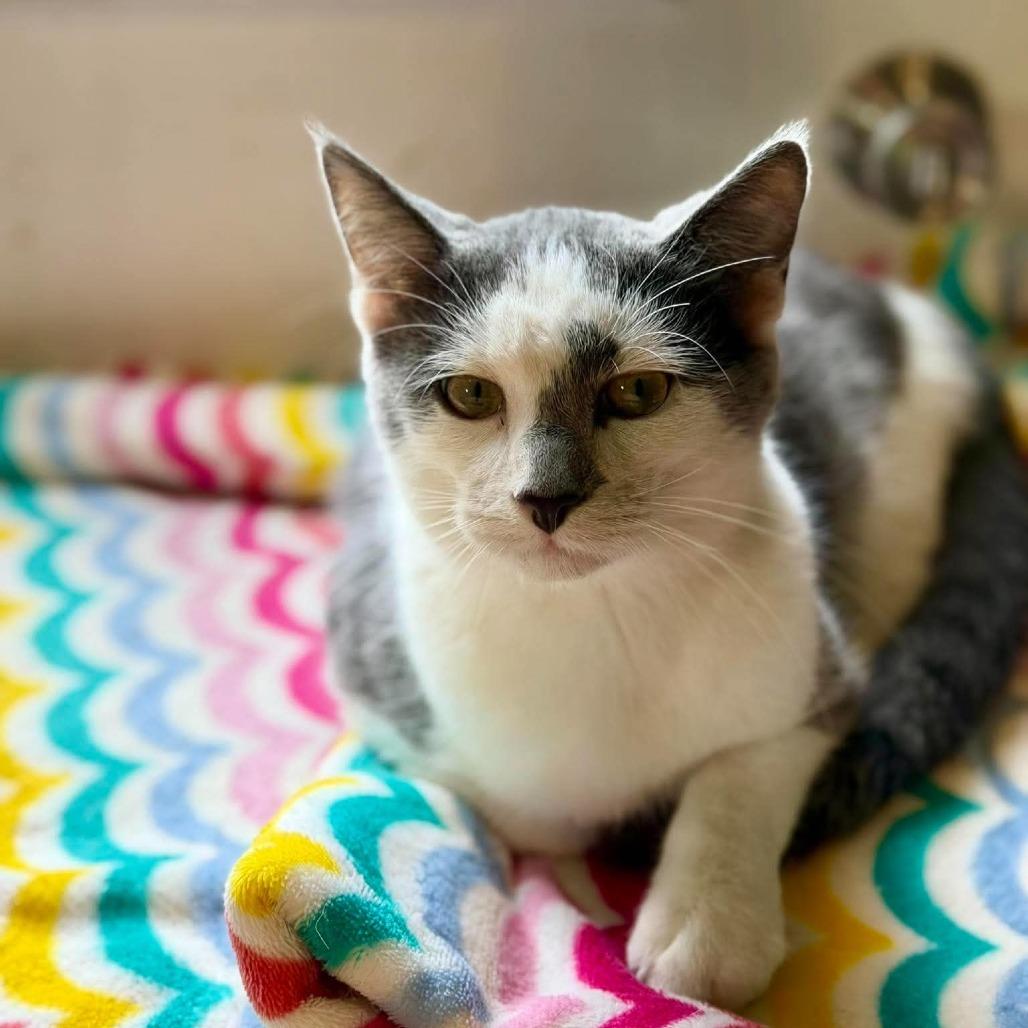 Enlarge Lava (Sponsored!!), a Adoptable Domestic Short Hair in Park Falls, WI image 5/6