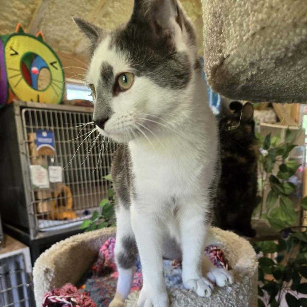 Enlarge Lava (Sponsored!!), a Adoptable Domestic Short Hair in Park Falls, WI image 6/6