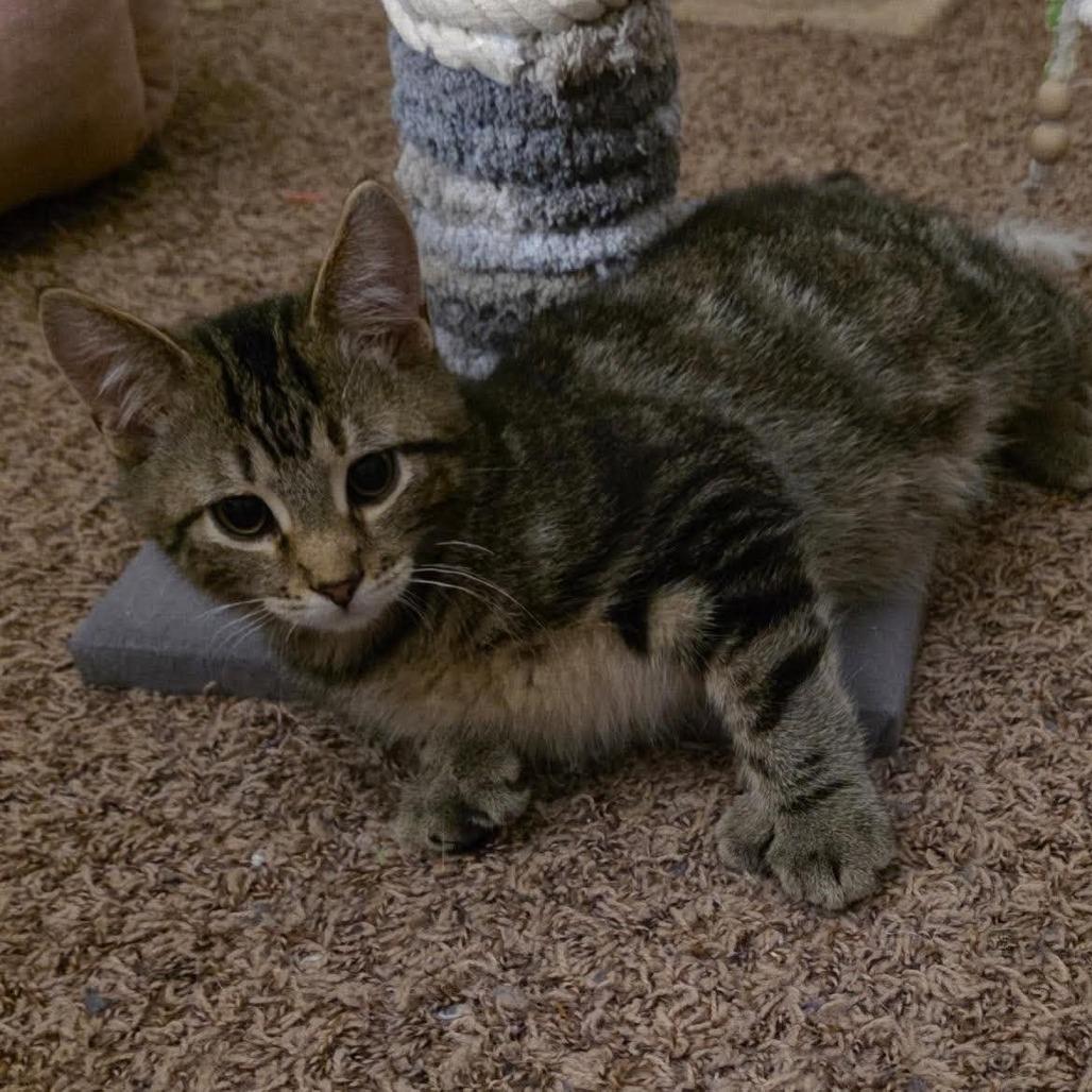 Ollie/Polly ARC2026-469, Adoptable, Young Male Extra-Toes Cat / Hemingway Polydactyl & Domestic Short Hair.