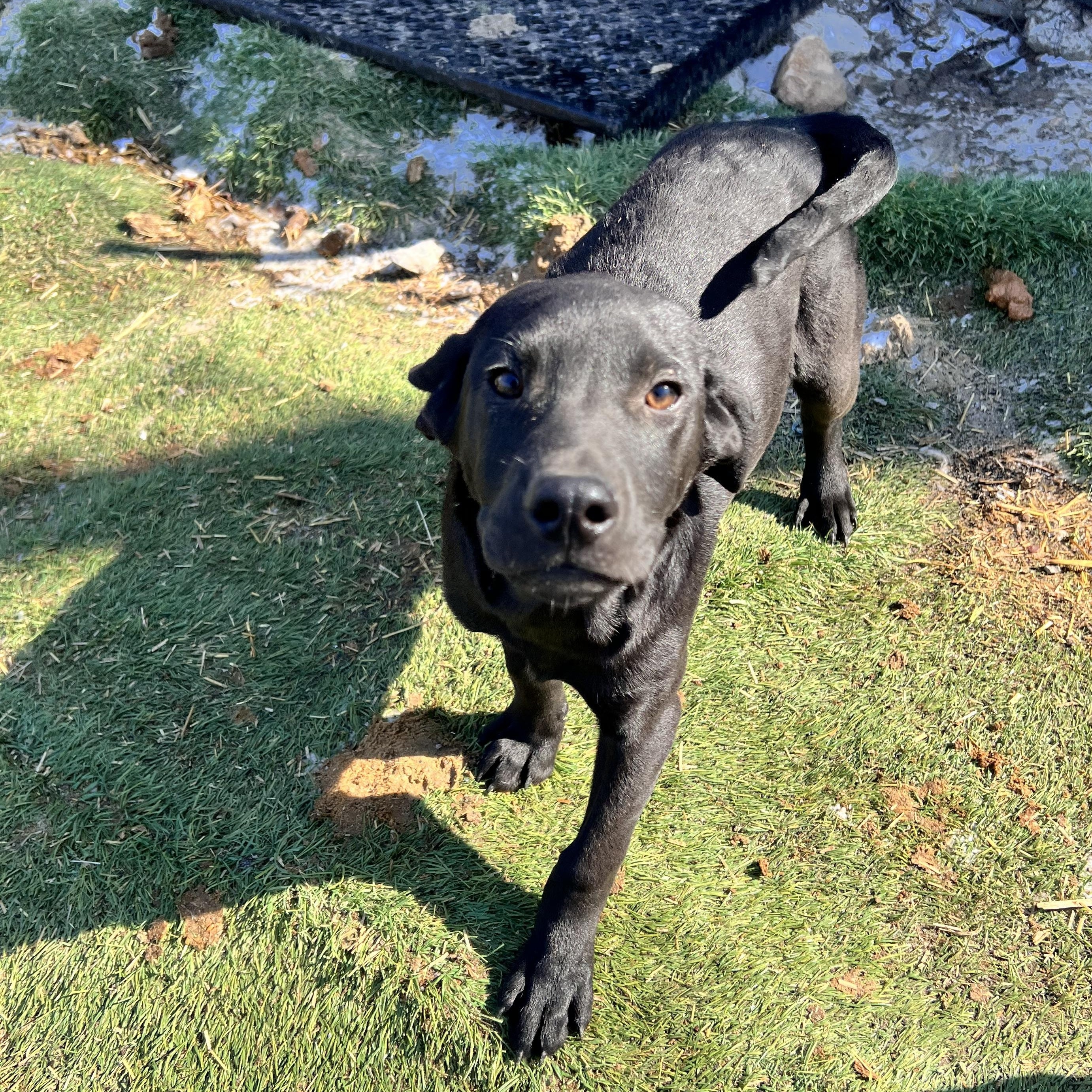 Apollo — thumbnail 2