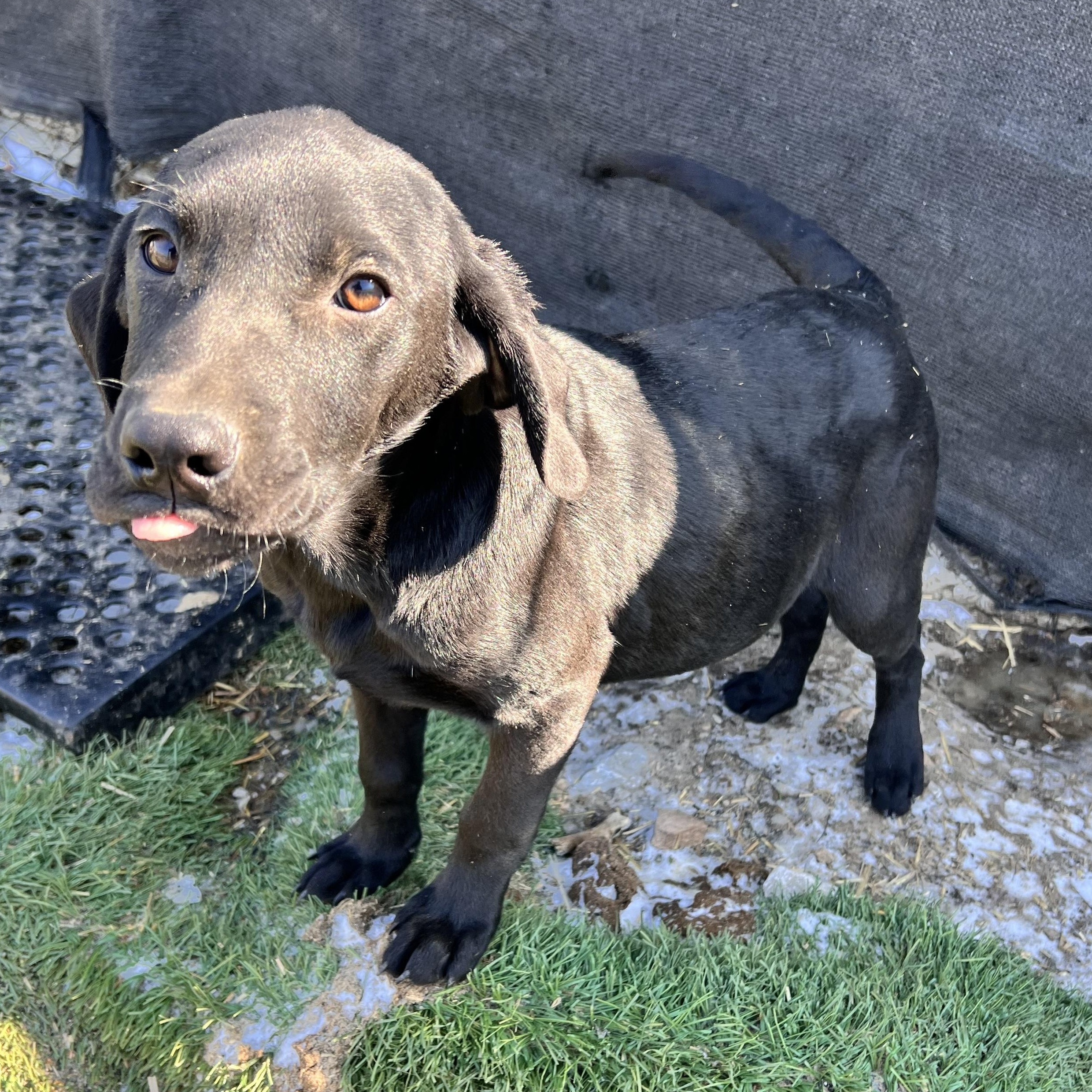 Apollo — thumbnail 3