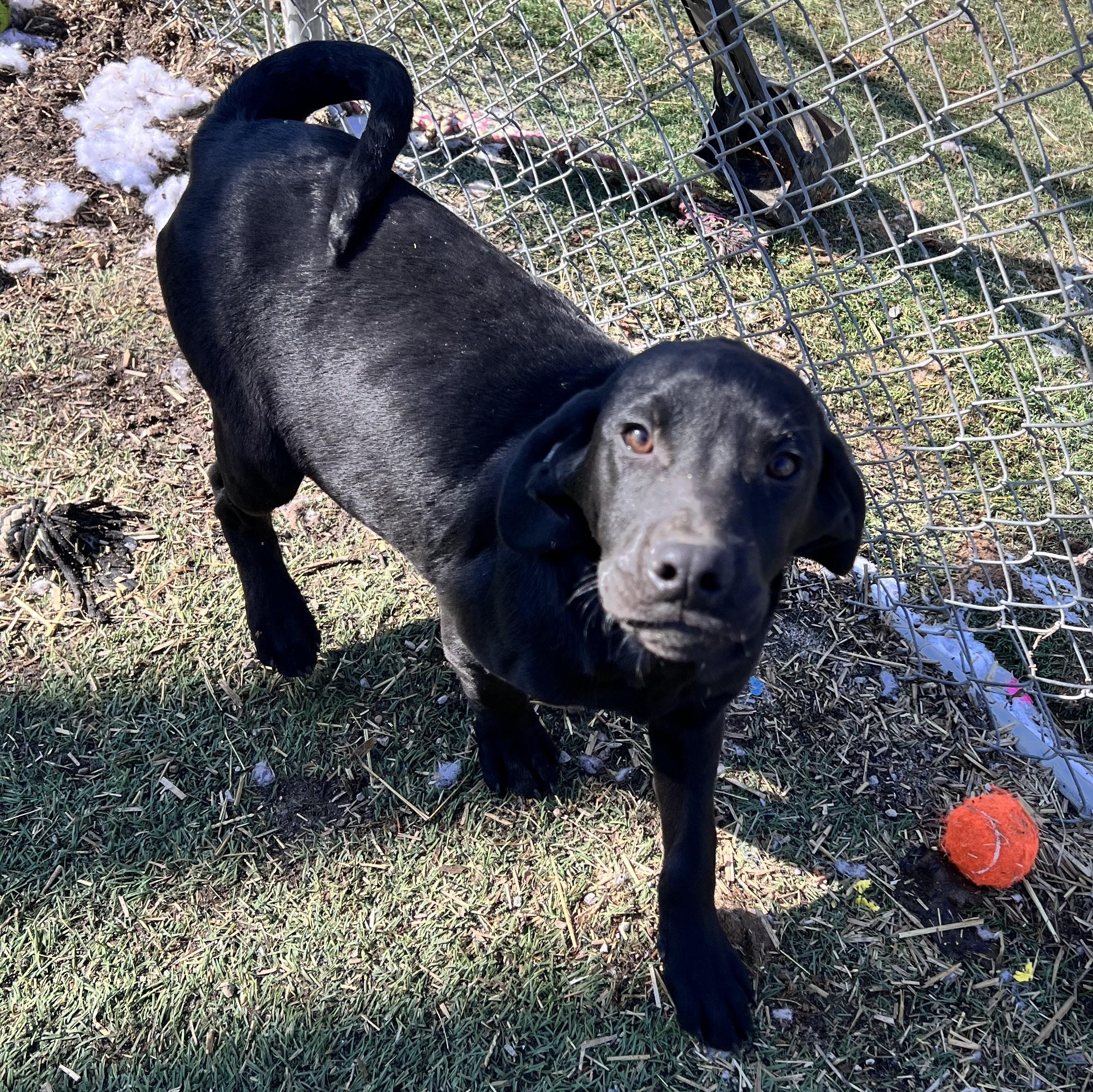 Apollo — thumbnail 4