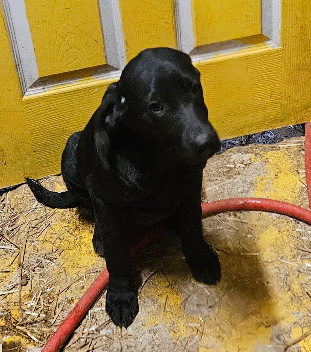 Apollo — thumbnail 5