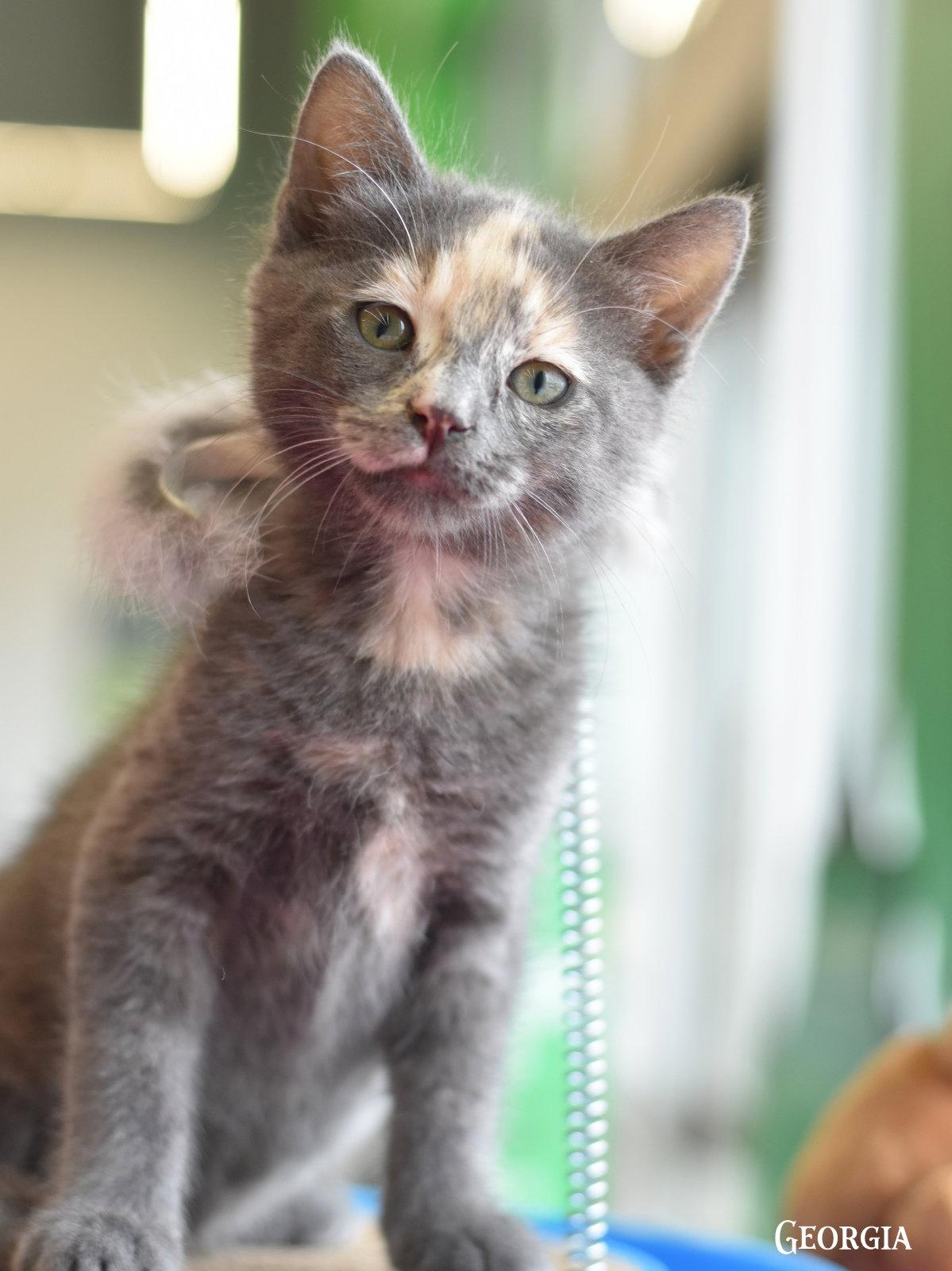 Georgia, a Adoptable mixed breed in Montgomery, TX image 1/3