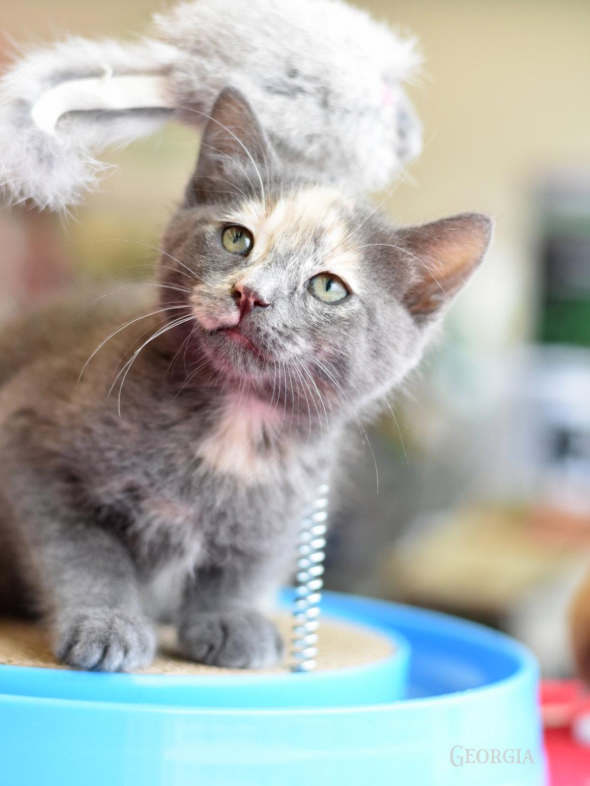 Georgia, a Adoptable mixed breed in Montgomery, TX image 2/3