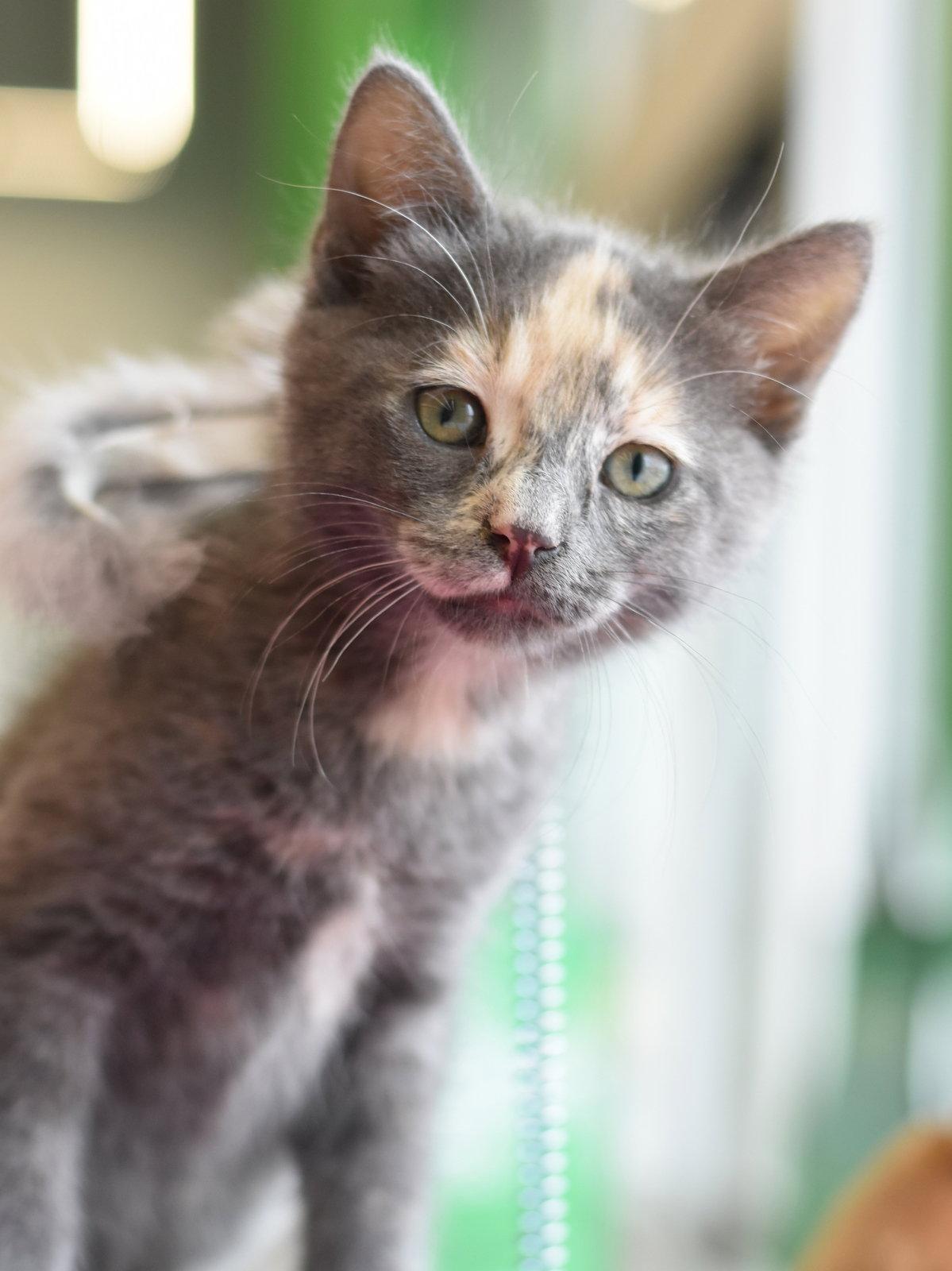 Georgia, a Adoptable mixed breed in Montgomery, TX image 3/3