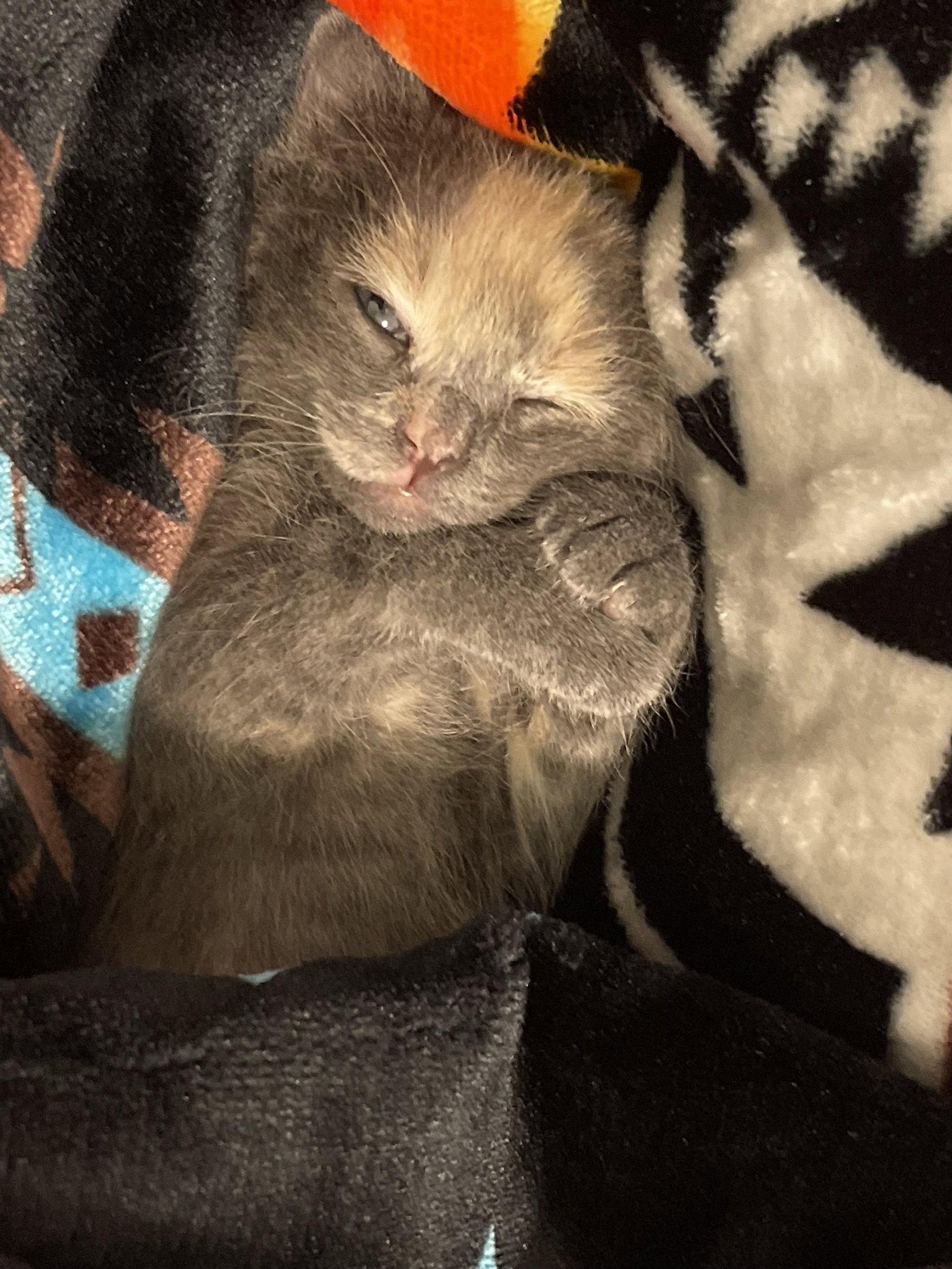 Georgia, a Adoptable mixed breed in Montgomery, TX image 3/3