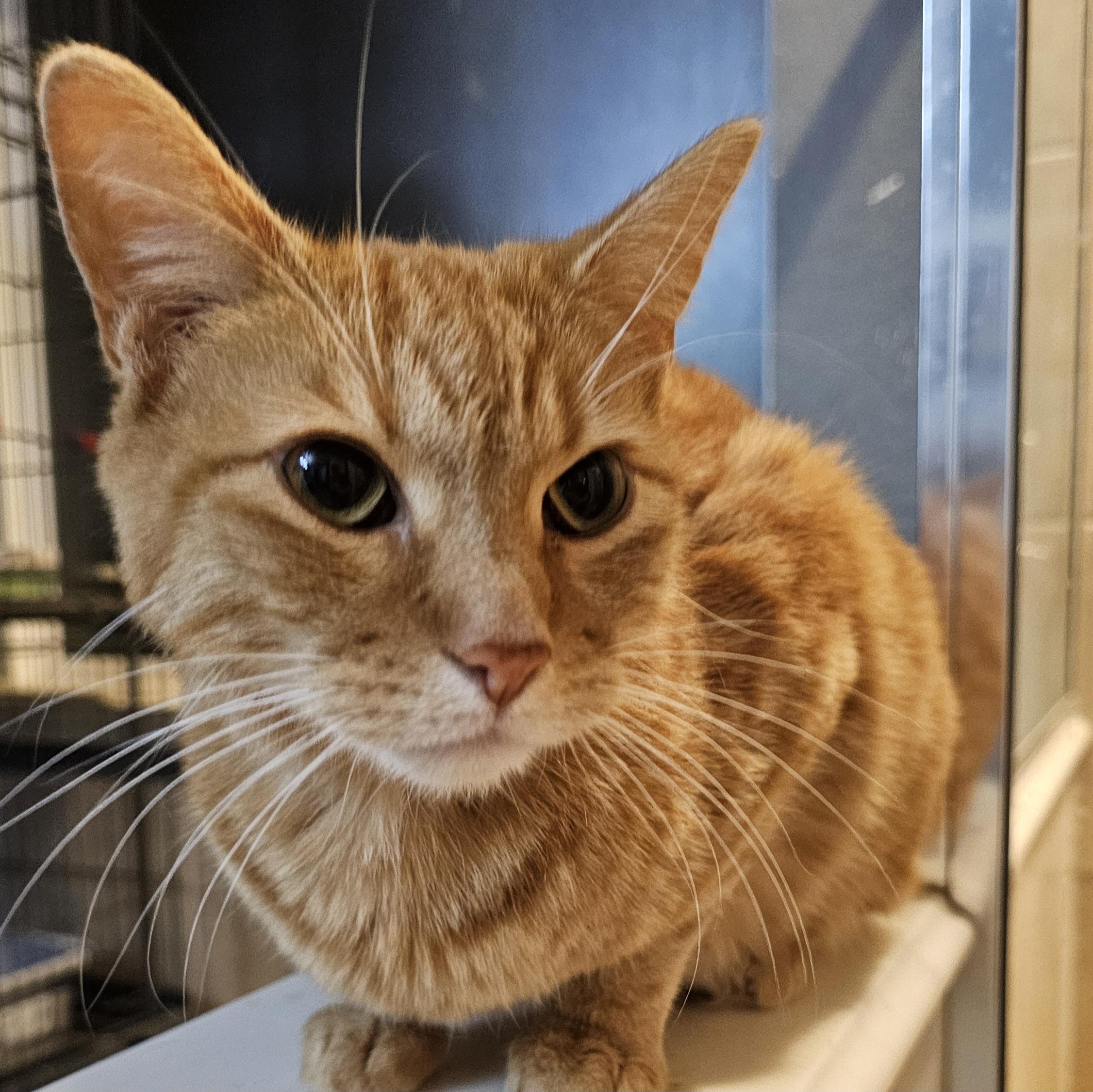 Enlarge Kodzo OR11208-T, a Adoptable mixed breed in Beaverton, OR image 3/4