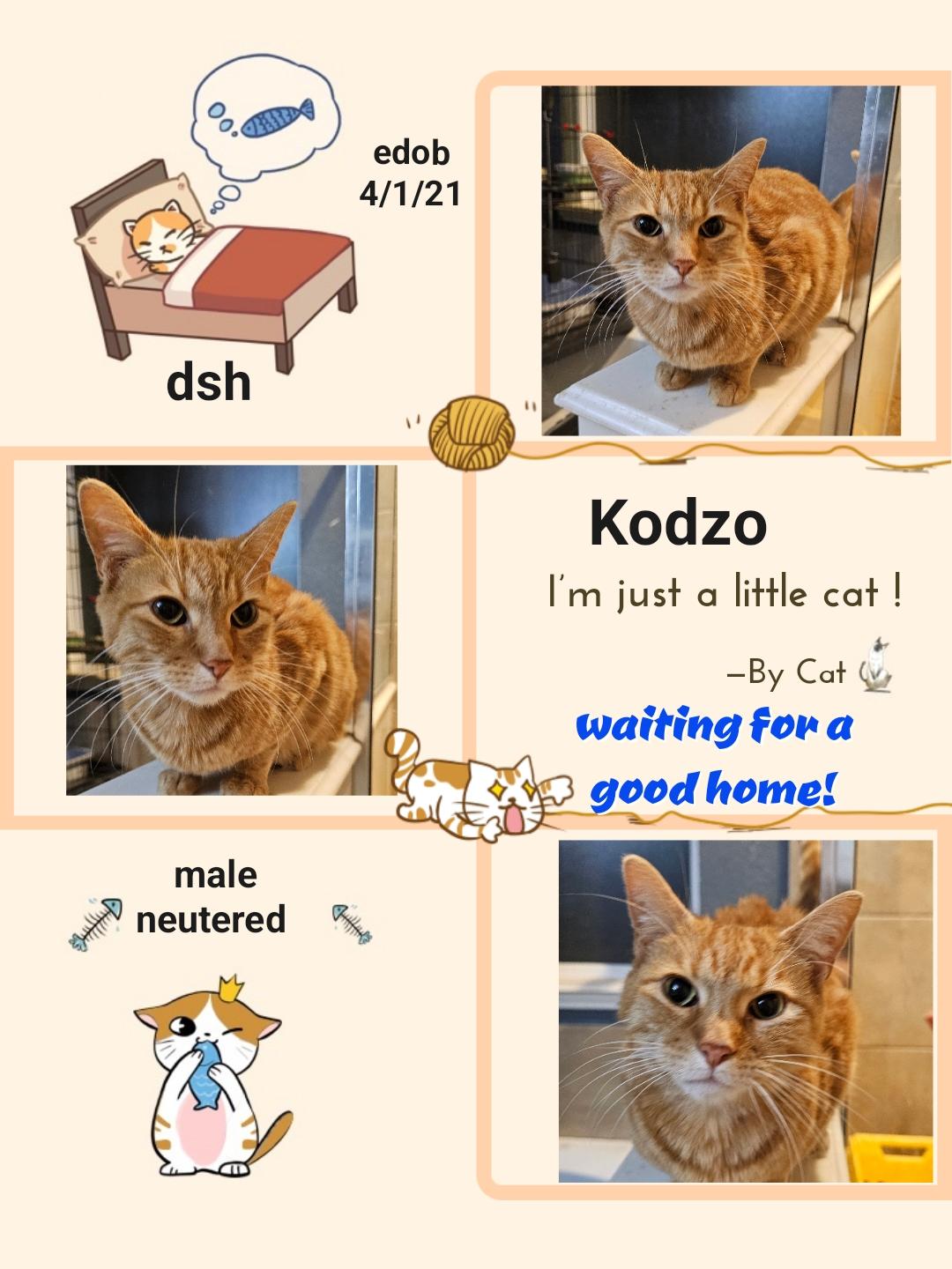 Kodzo OR11208-T, Adoptable, Adult Male Domestic Short Hair.