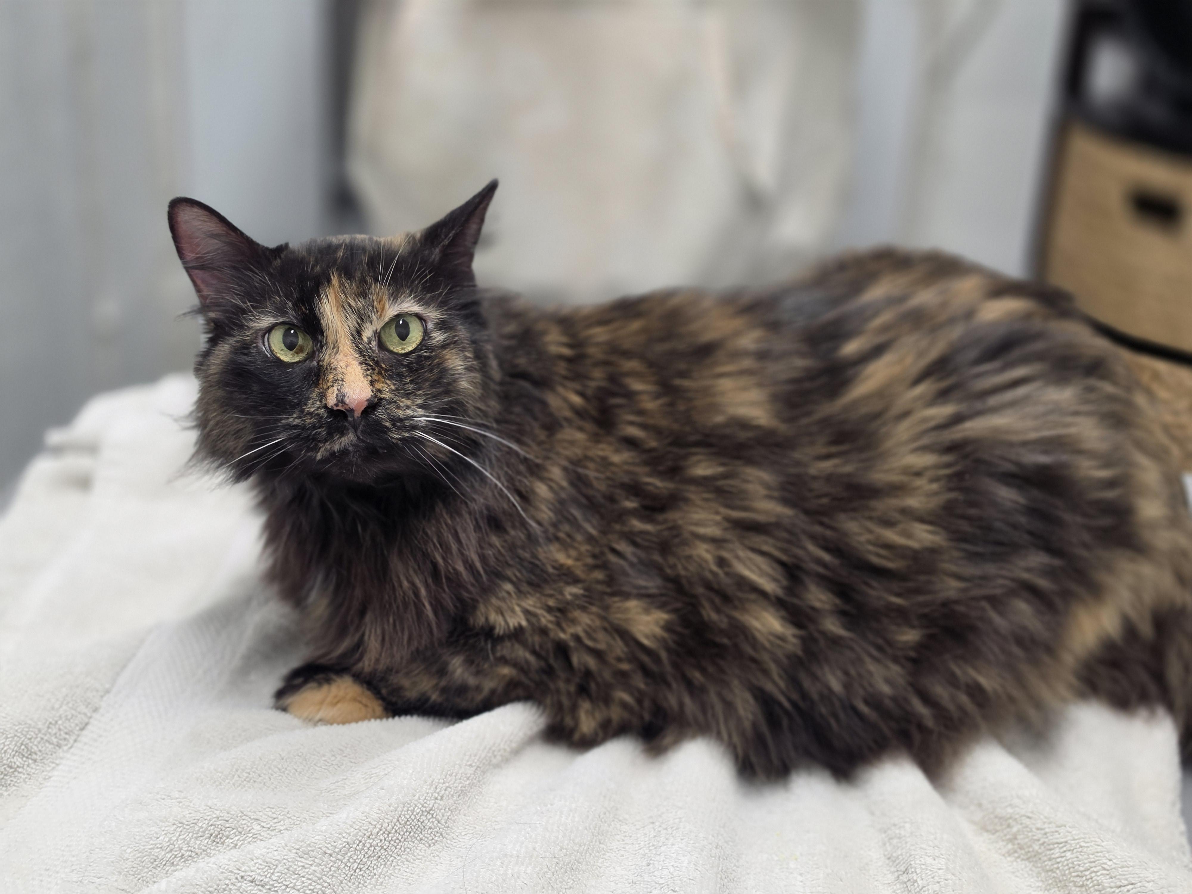 Merry, adopted, Adult Female Domestic Long Hair.