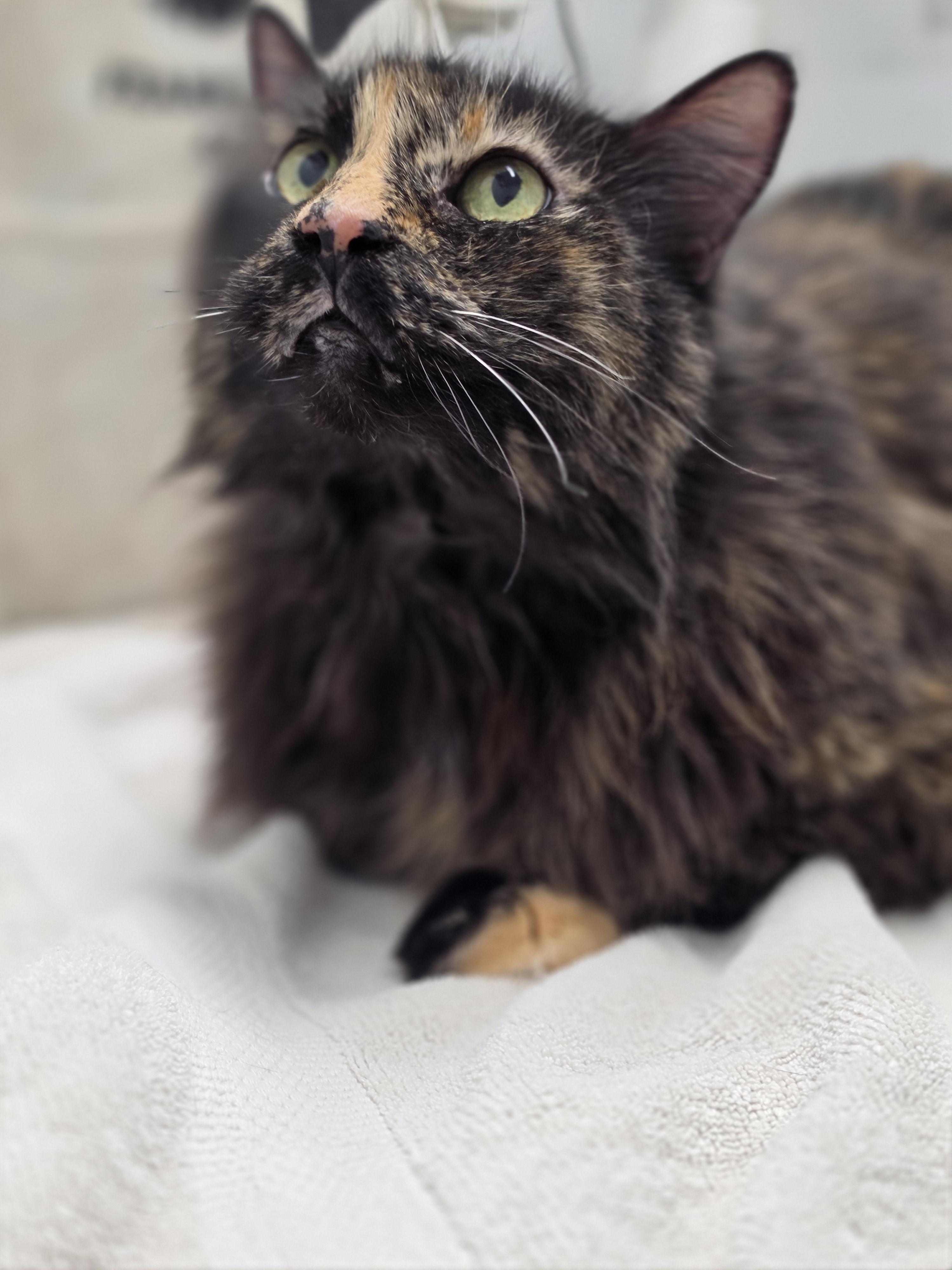 Enlarge Merry, an adopted Domestic Long Hair in Pocatello, ID image 2/4