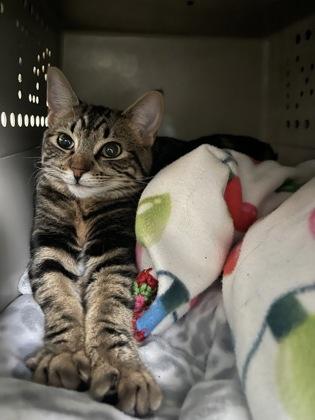 Enlarge Esme, a ADOPTABLE Domestic Short Hair in Missoula, MT image 1/1