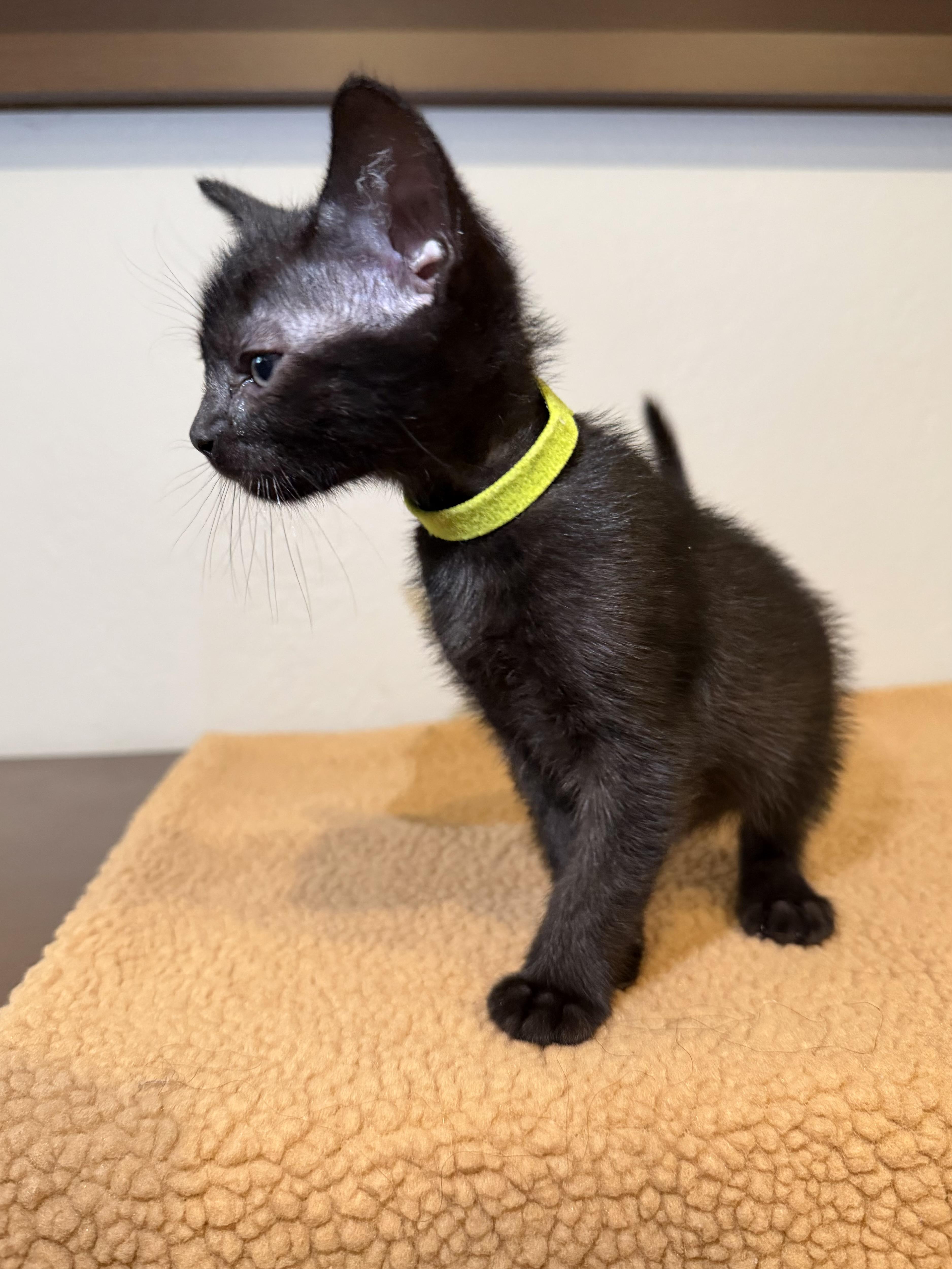 Enlarge Orion, a Adoptable Domestic Short Hair in Long Beach, CA image 2/3