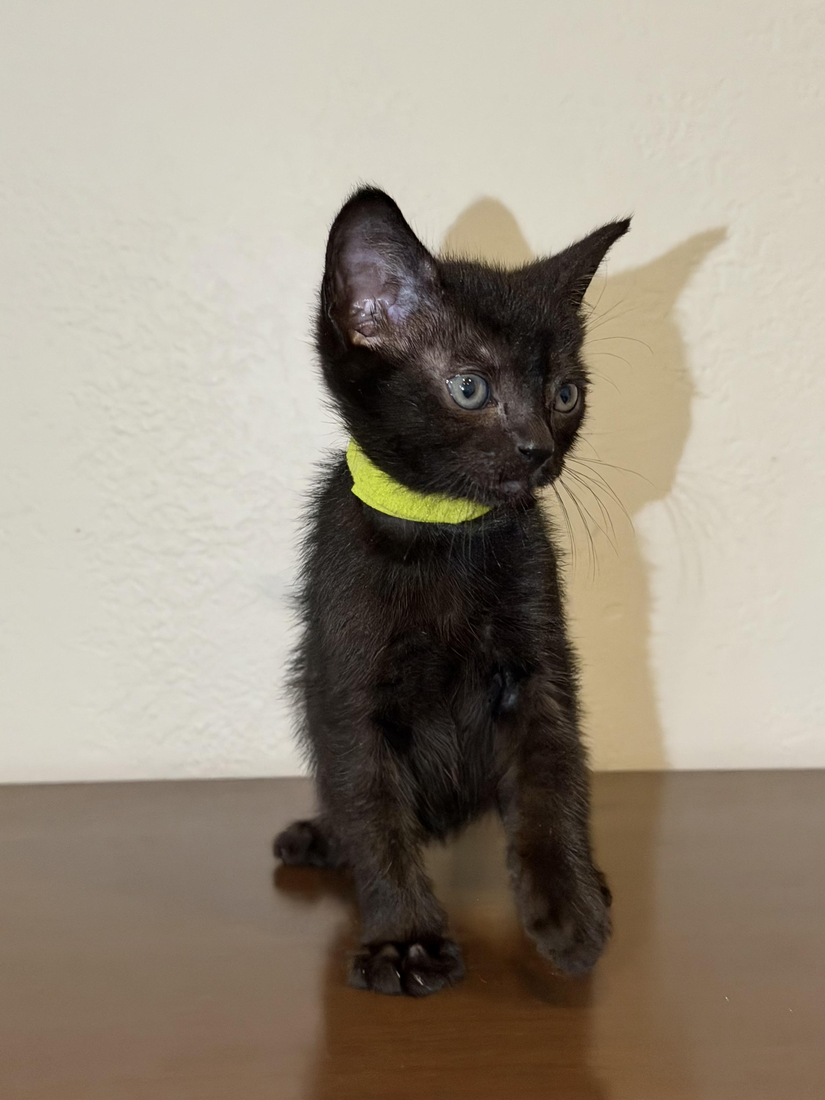 Enlarge Orion, a Adoptable Domestic Short Hair in Long Beach, CA image 3/3