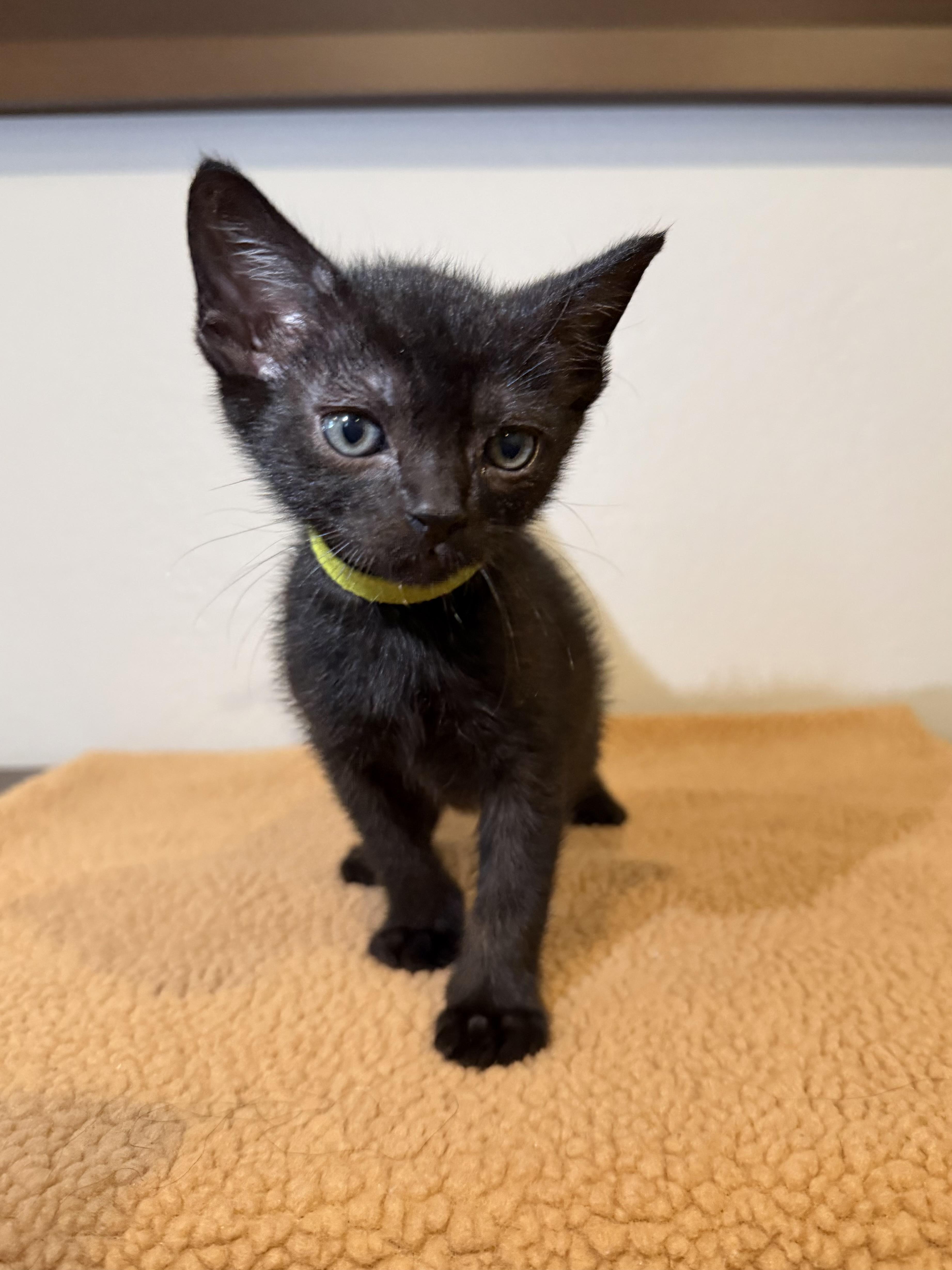 Enlarge Orion, a Adoptable Domestic Short Hair in Long Beach, CA image 1/3