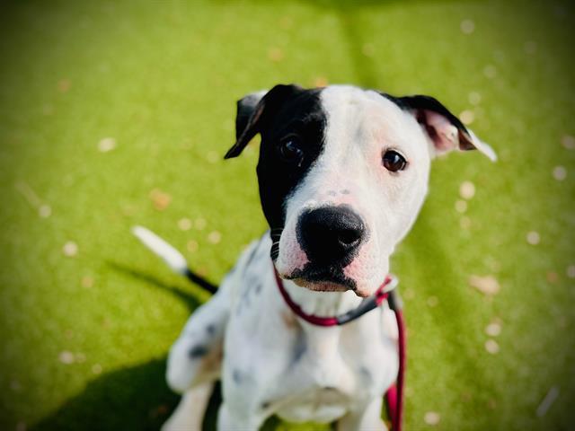 Enlarge ATLAS, a Adoptable Pit Bull Terrier in Orlando, FL image 1/1