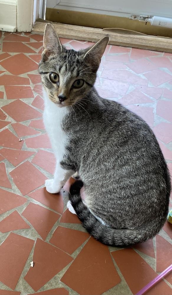 Mocha, Adopted, Kitten Male Domestic Short Hair.