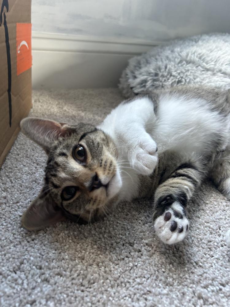 Enlarge Mocha, a Adopted Domestic Short Hair in Youngsville, NC image 2/6