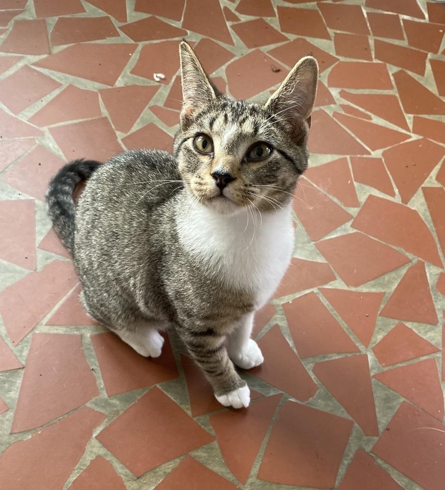Enlarge Mocha, a Adopted Domestic Short Hair in Youngsville, NC image 3/6
