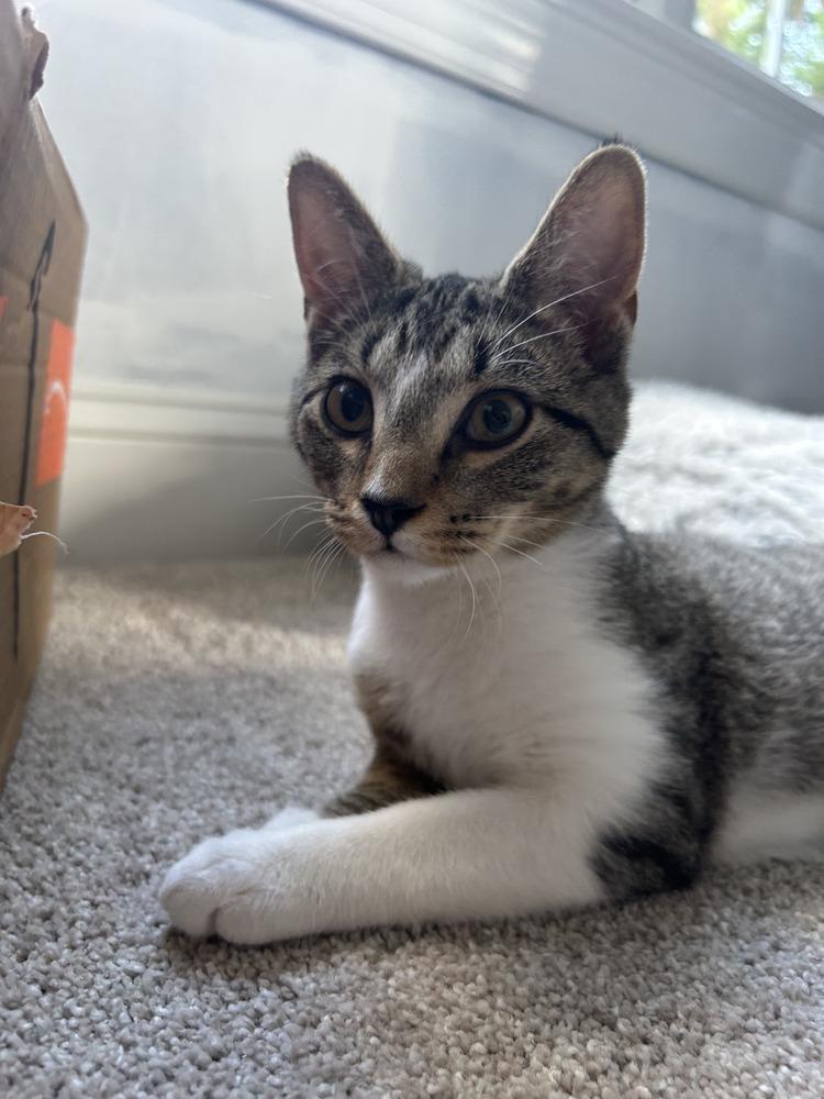 Enlarge Mocha, a Adopted Domestic Short Hair in Youngsville, NC image 4/6