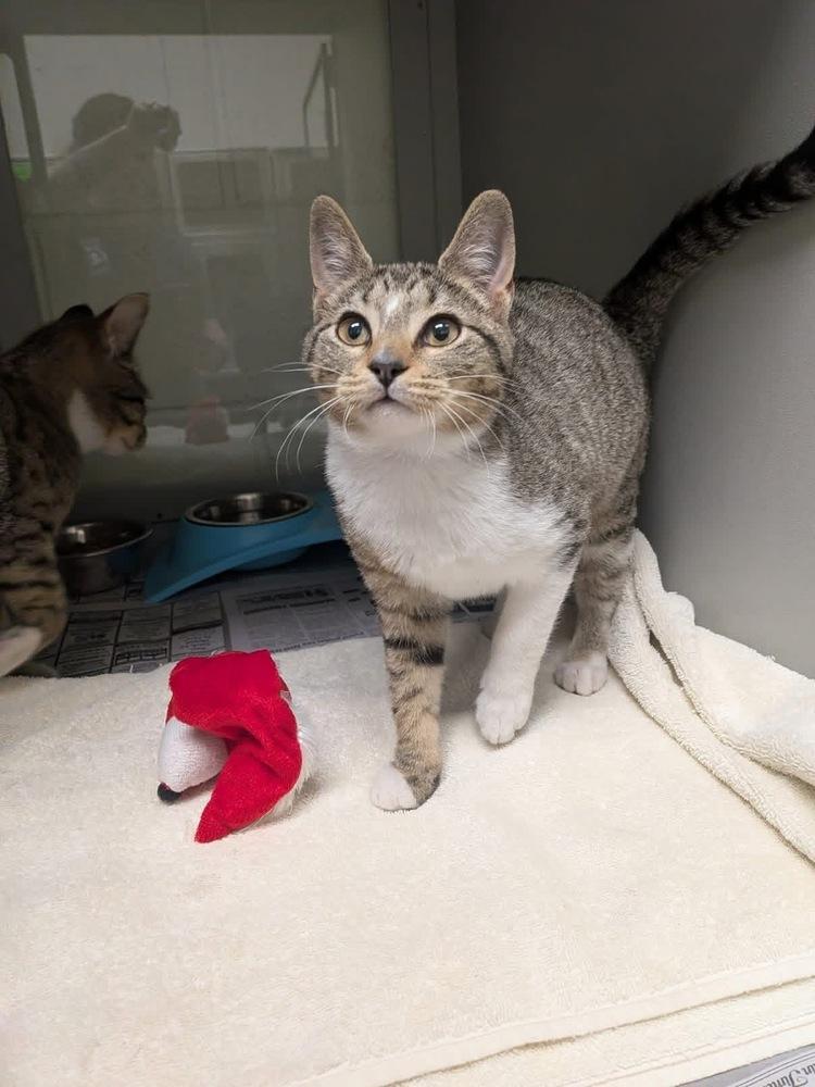 Mocho, Adopted, Kitten Male Domestic Short Hair.