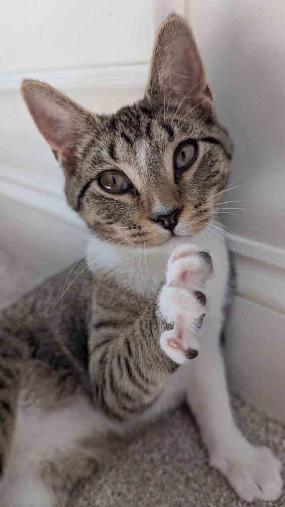 Enlarge Mocha, a Adopted Domestic Short Hair in Youngsville, NC image 5/6