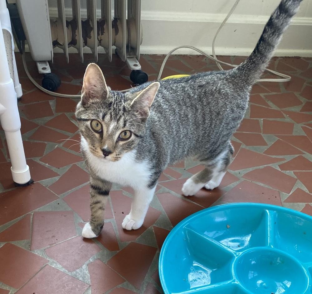 Enlarge Mocha, a Adopted Domestic Short Hair in Youngsville, NC image 6/6