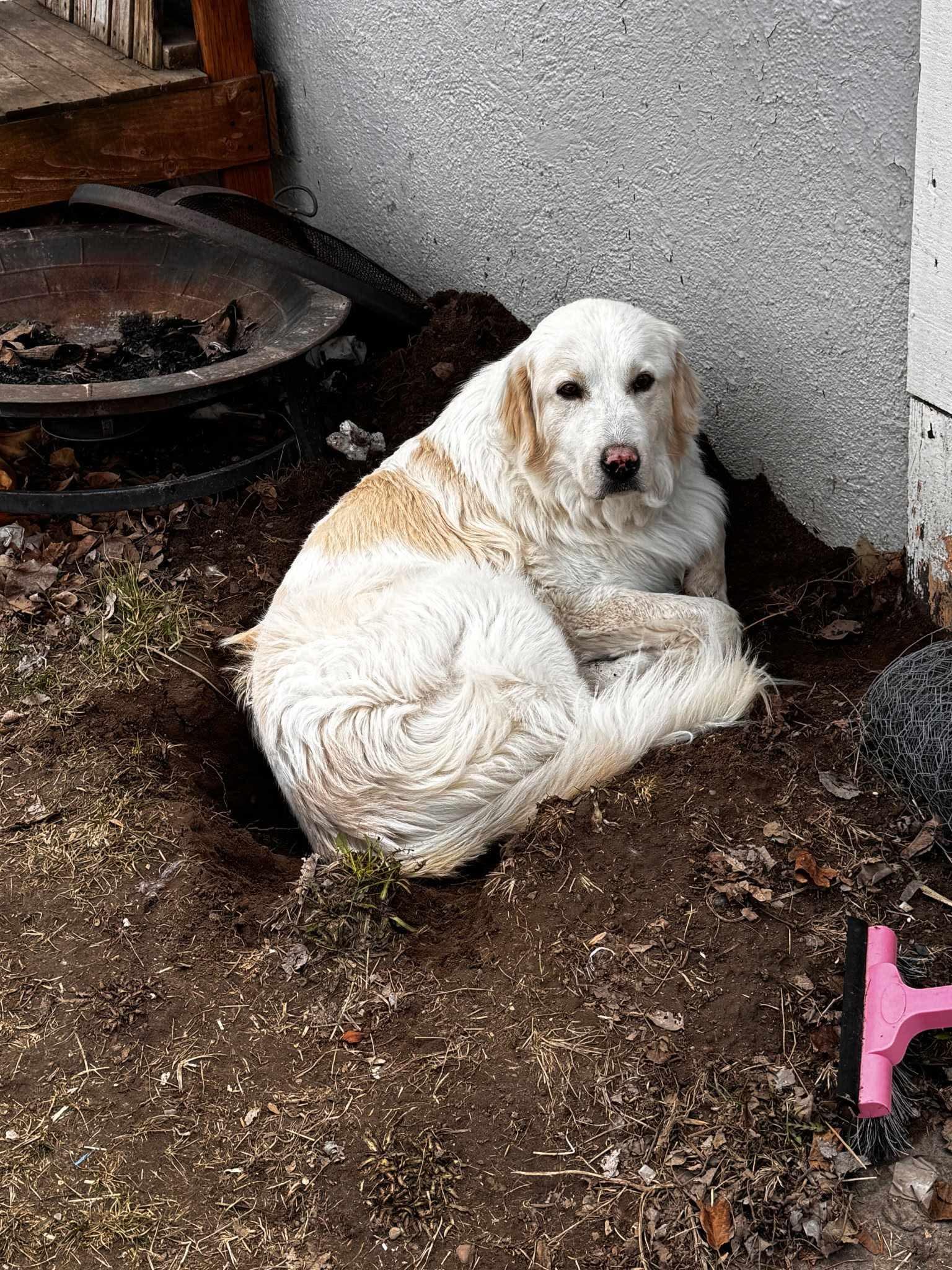 Enlarge Stryker, a Adopted Great Pyrenees in Bountiful, UT image 1/3