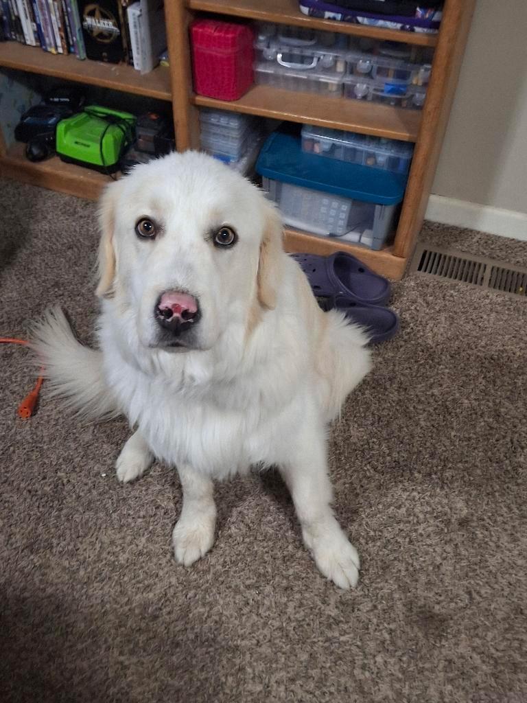 Enlarge Stryker, a Adopted Great Pyrenees in Bountiful, UT image 2/3