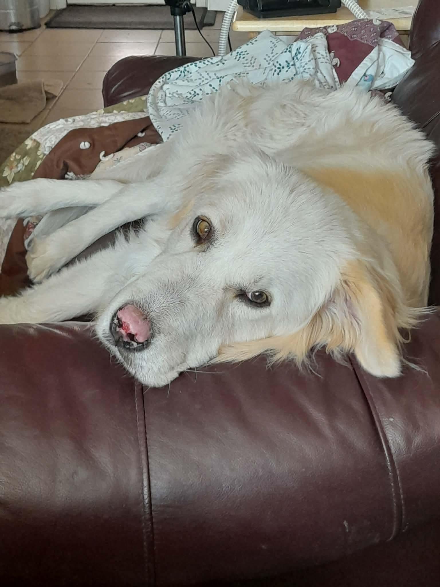 Enlarge Stryker, a Adopted Great Pyrenees in Bountiful, UT image 3/3