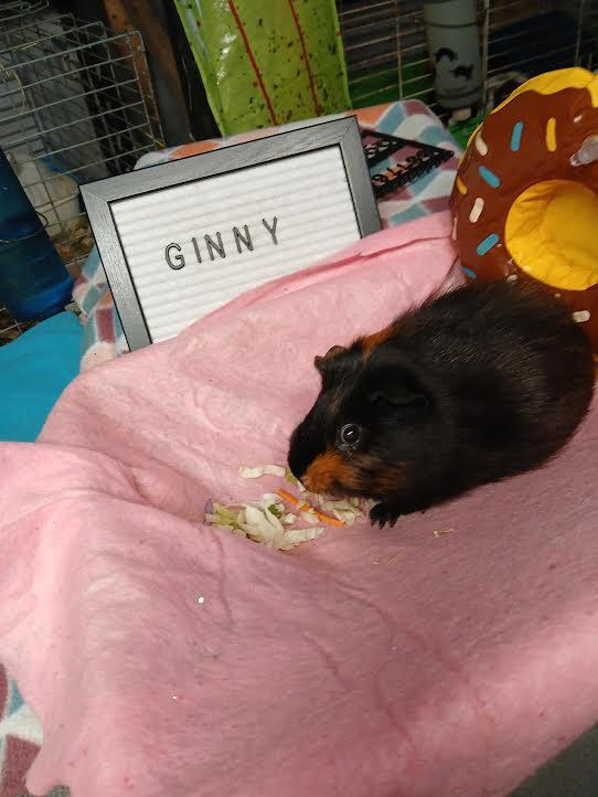 Ginny, a Adoptable Short-Haired in Dearborn, MO image 1/4