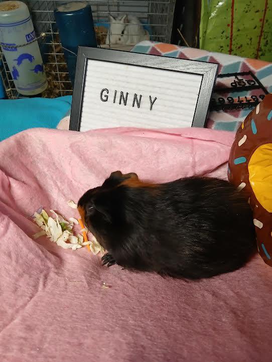 Ginny, a Adoptable Short-Haired in Dearborn, MO image 2/4