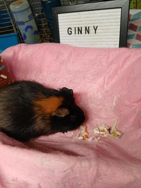 Ginny, a Adoptable Short-Haired in Dearborn, MO image 3/4